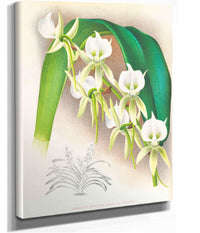Angraecum Eburneum Var Superbum by Jean Jules Linden