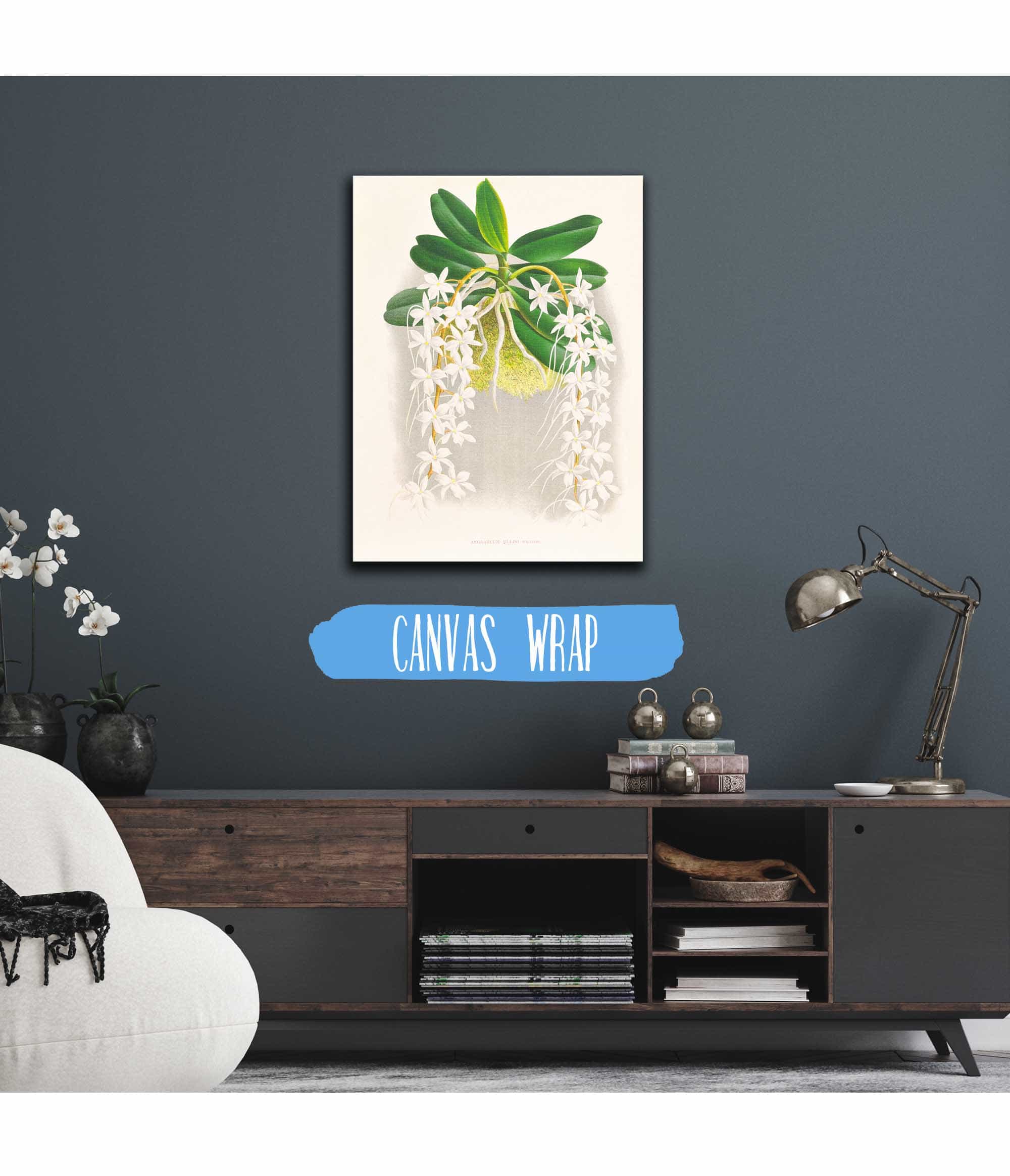 Angraecum Ellisi by Jean Jules Linden