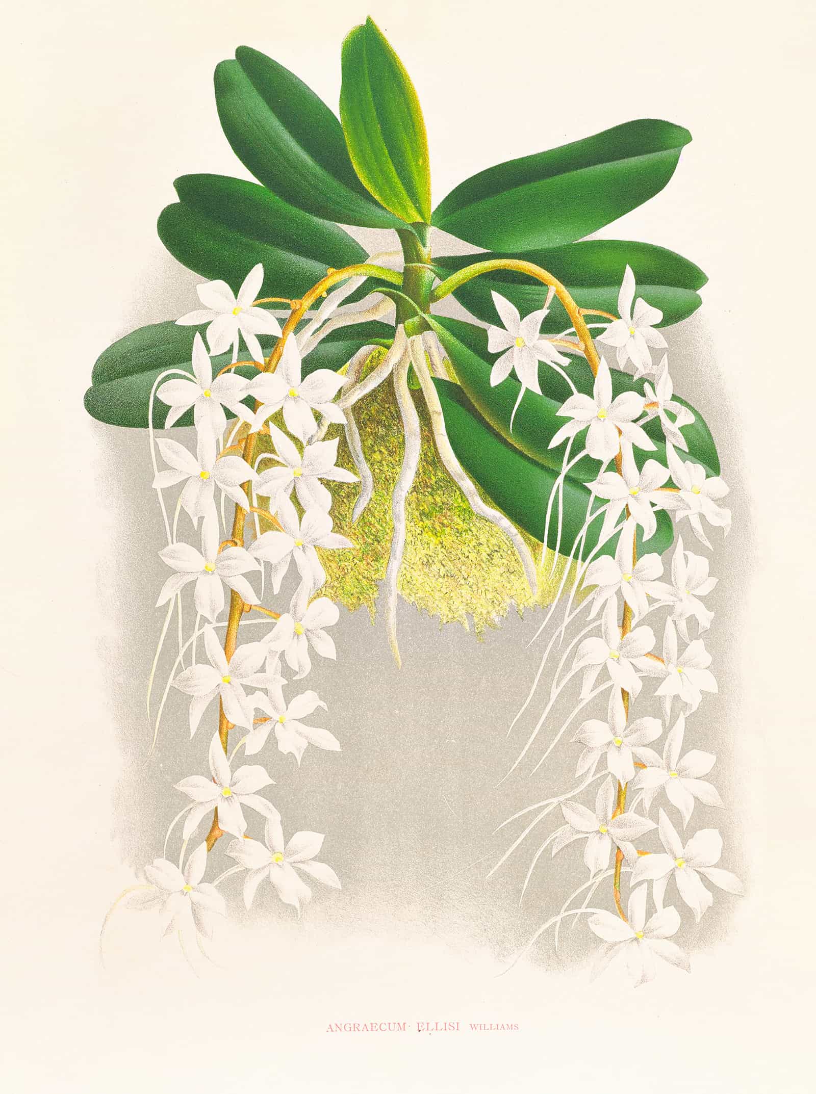 Angraecum Ellisi by Jean Jules Linden