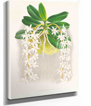 Angraecum Ellisi by Jean Jules Linden