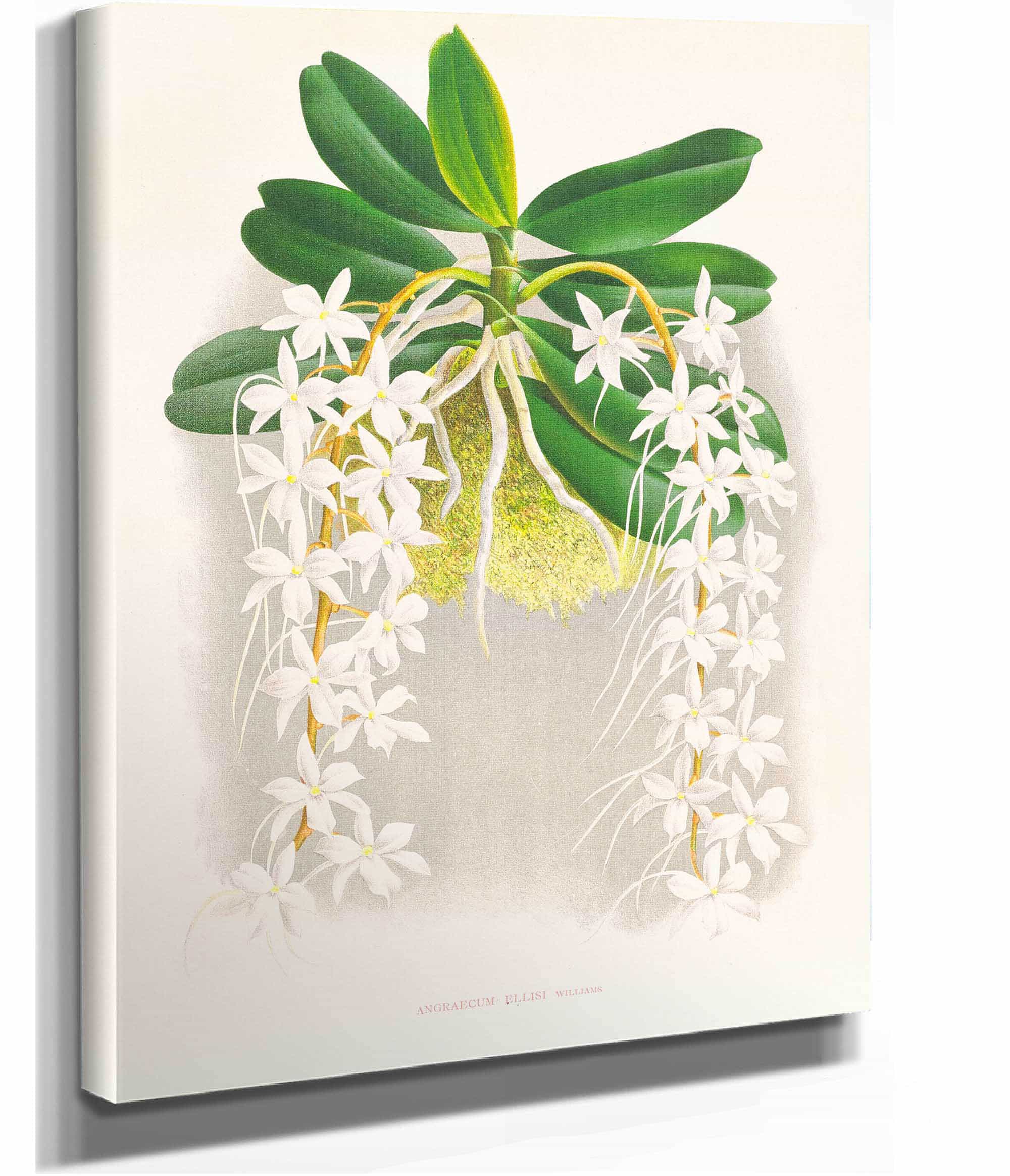 Angraecum Ellisi by Jean Jules Linden