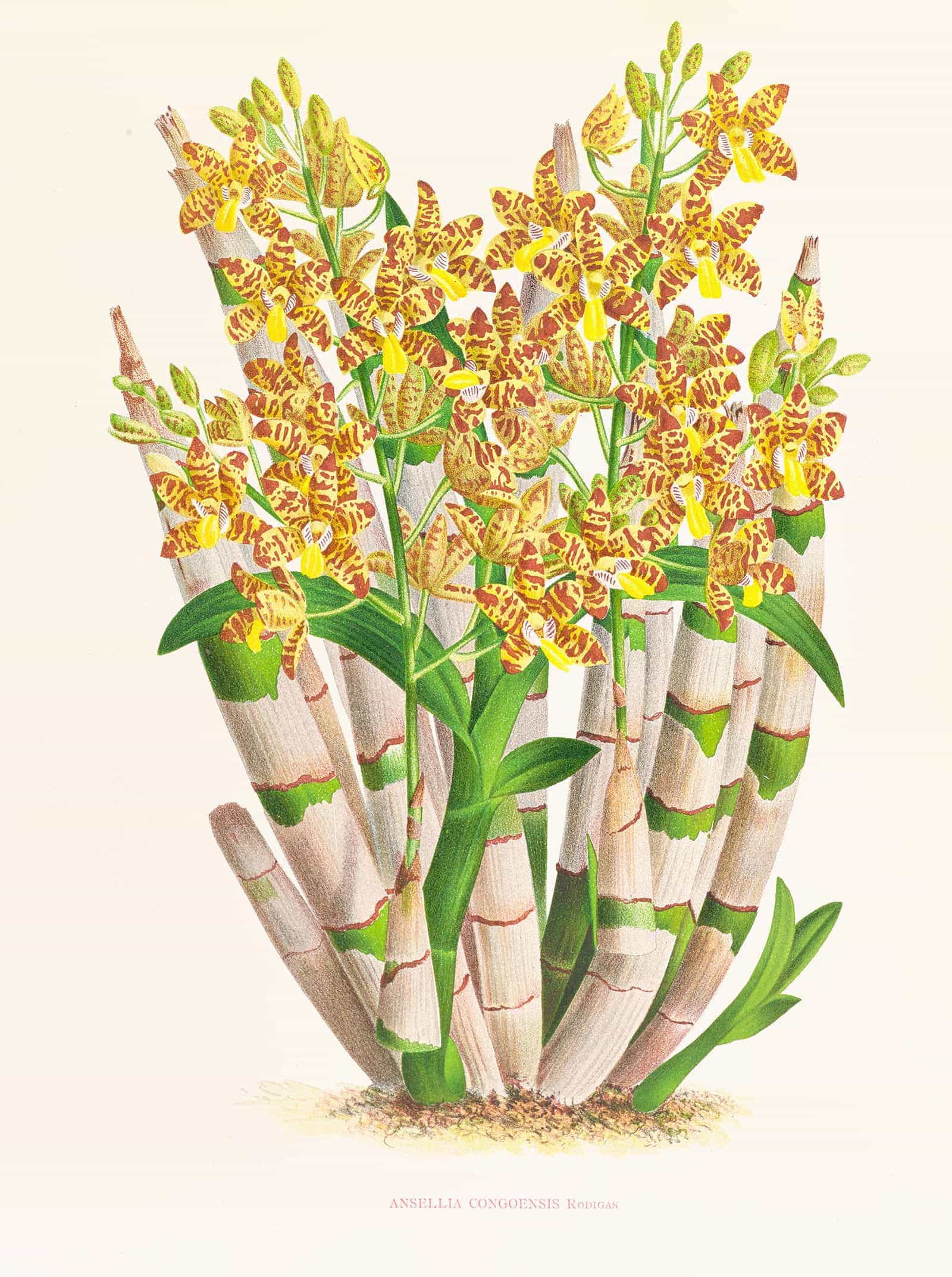 Ansellia Congoensis by Jean Jules Linden