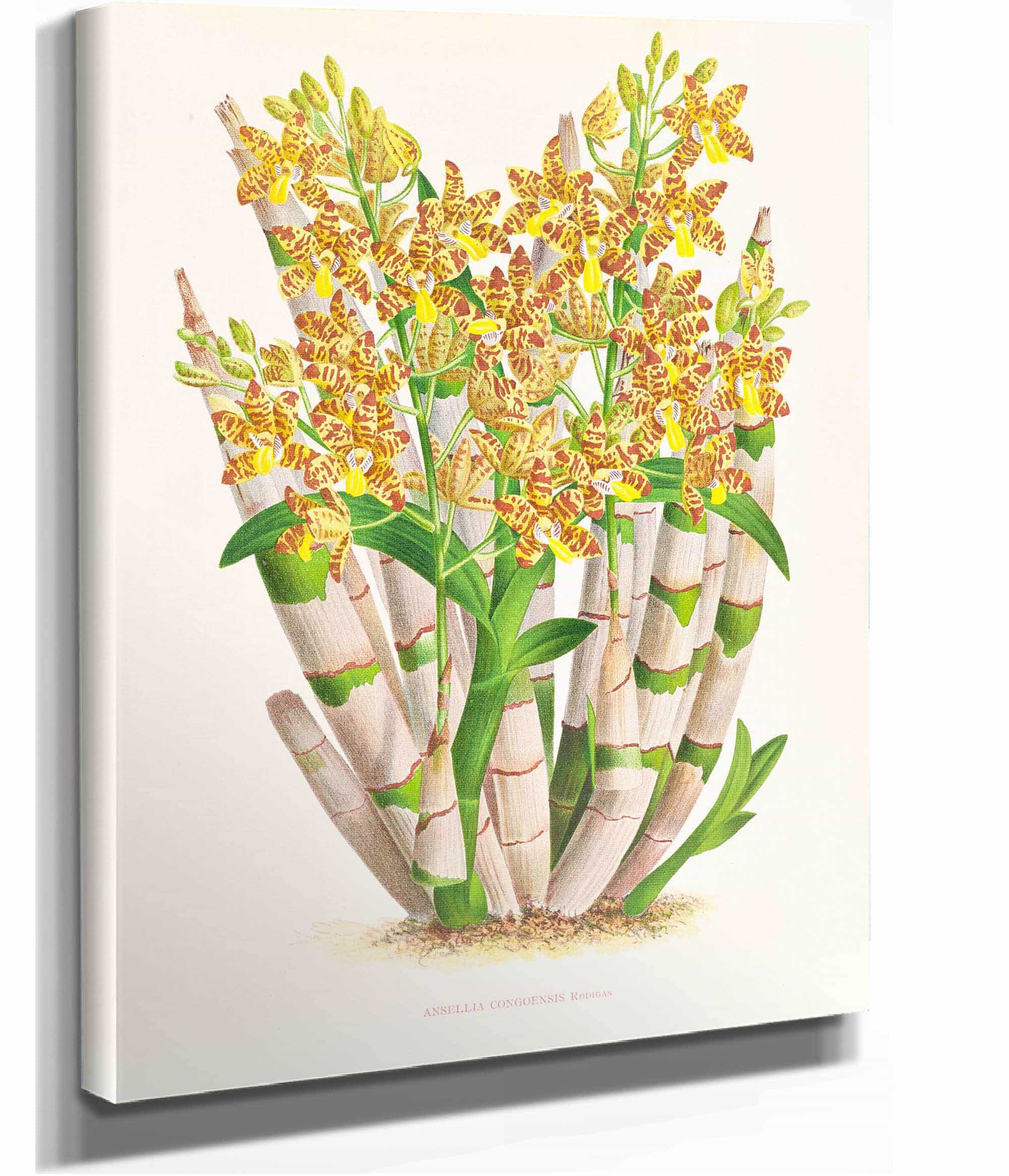 Ansellia Congoensis by Jean Jules Linden