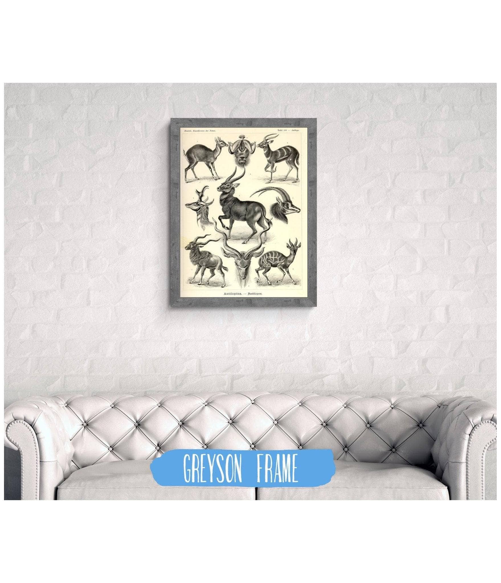 Antelope (Antilopina). - Antilopen