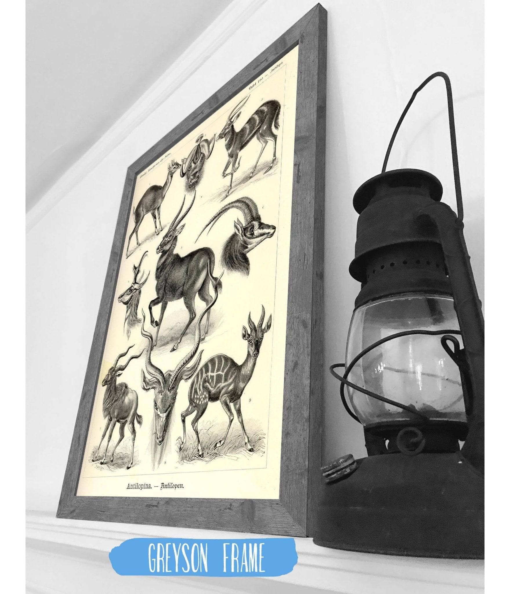 Antelope (Antilopina). - Antilopen