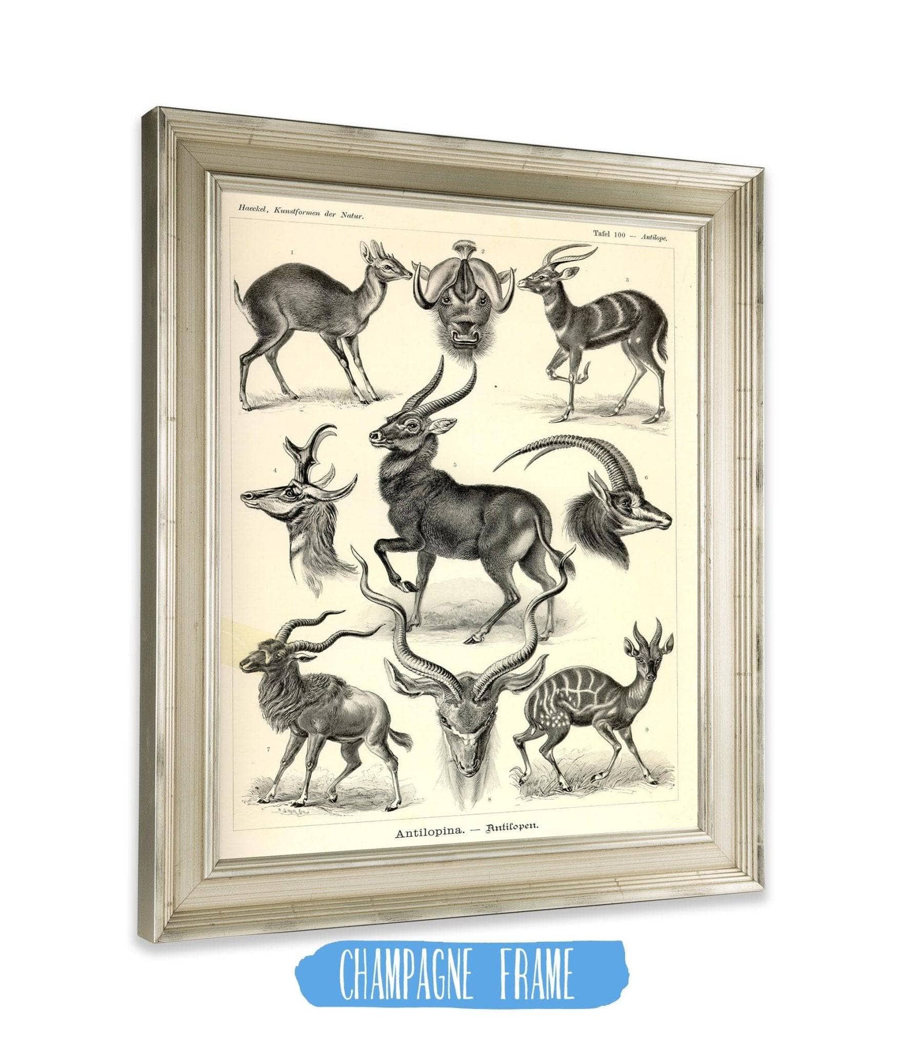 Antelope (Antilopina). - Antilopen