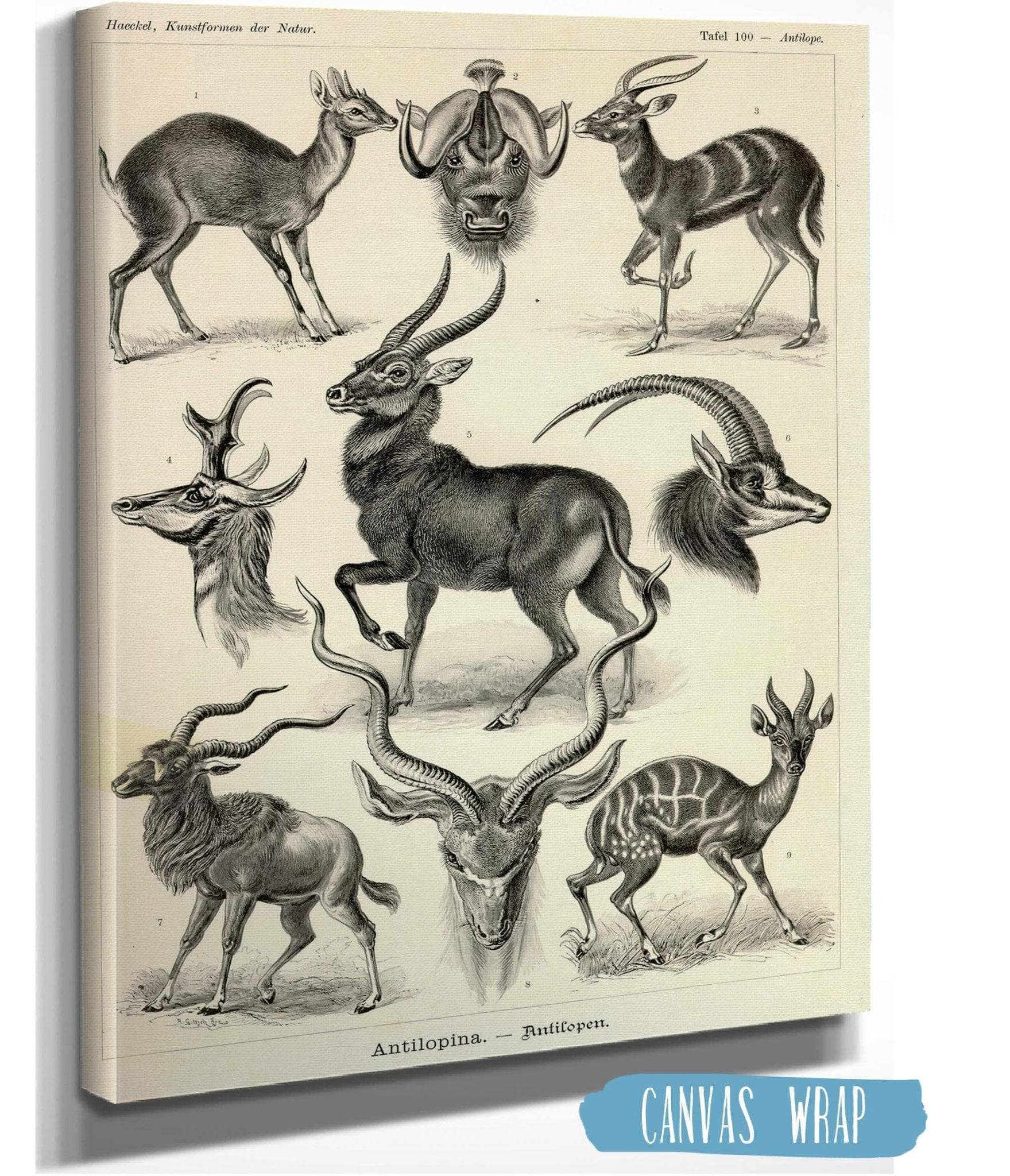 Antelope (Antilopina). - Antilopen