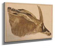 Antilope Hippotrague by Alexander Evgenievich Yakovlev