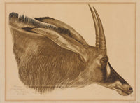 Antilope Hippotrague by Alexander Evgenievich Yakovlev