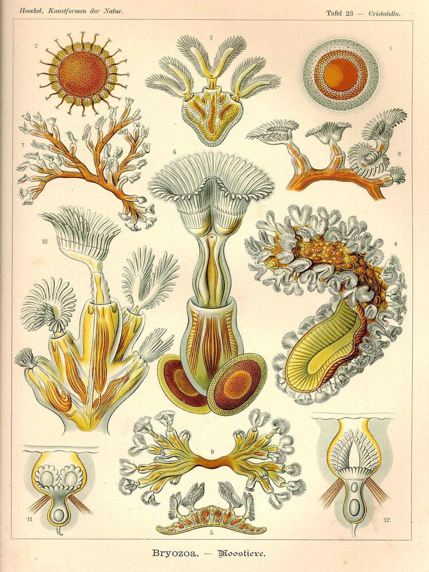Aquatic Invertebrates (Bryozoa. - Moostiere)