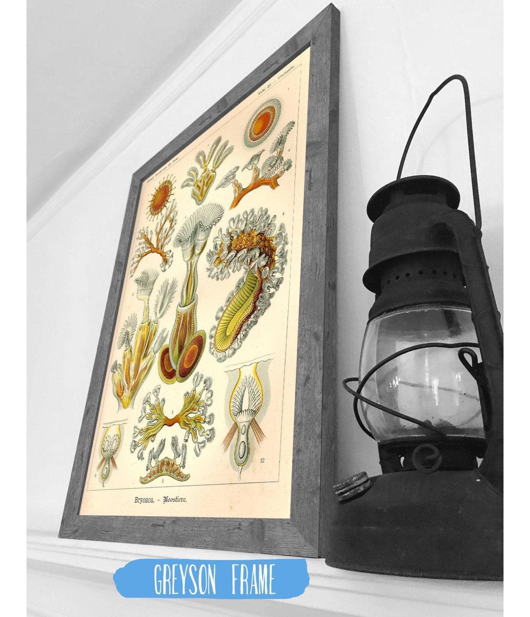Aquatic Invertebrates (Bryozoa. - Moostiere)