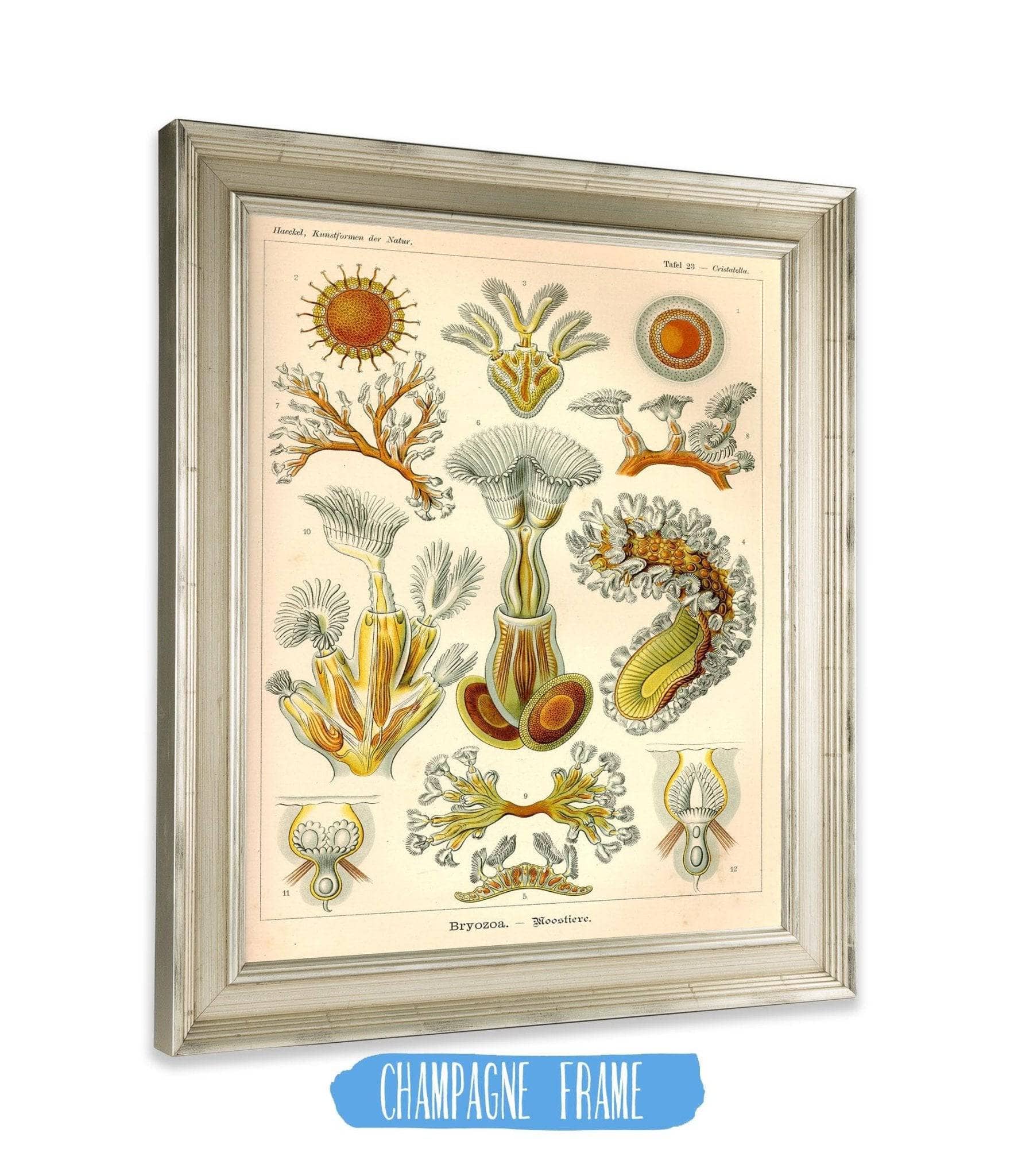 Aquatic Invertebrates (Bryozoa. - Moostiere)