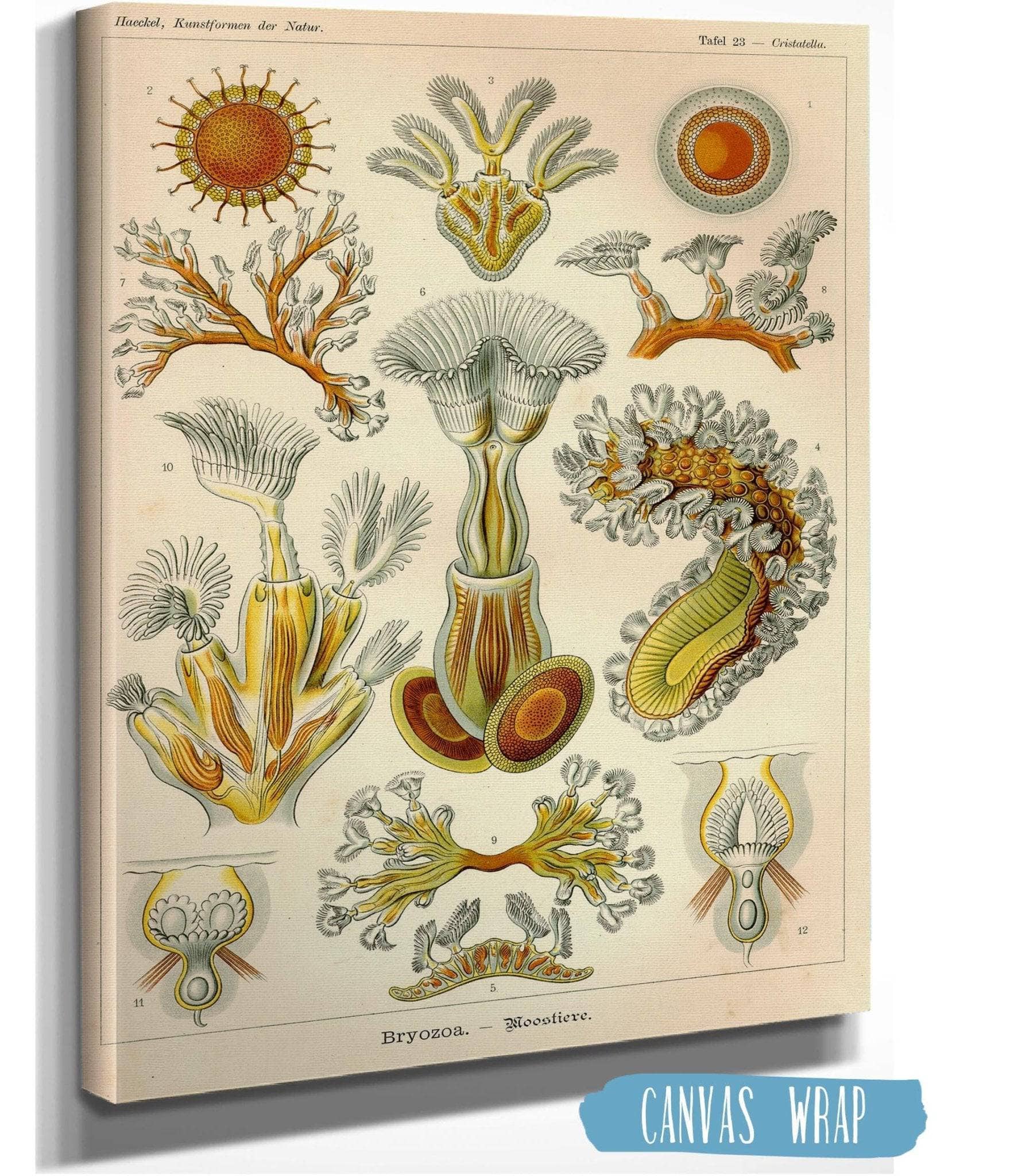 Aquatic Invertebrates (Bryozoa. - Moostiere)