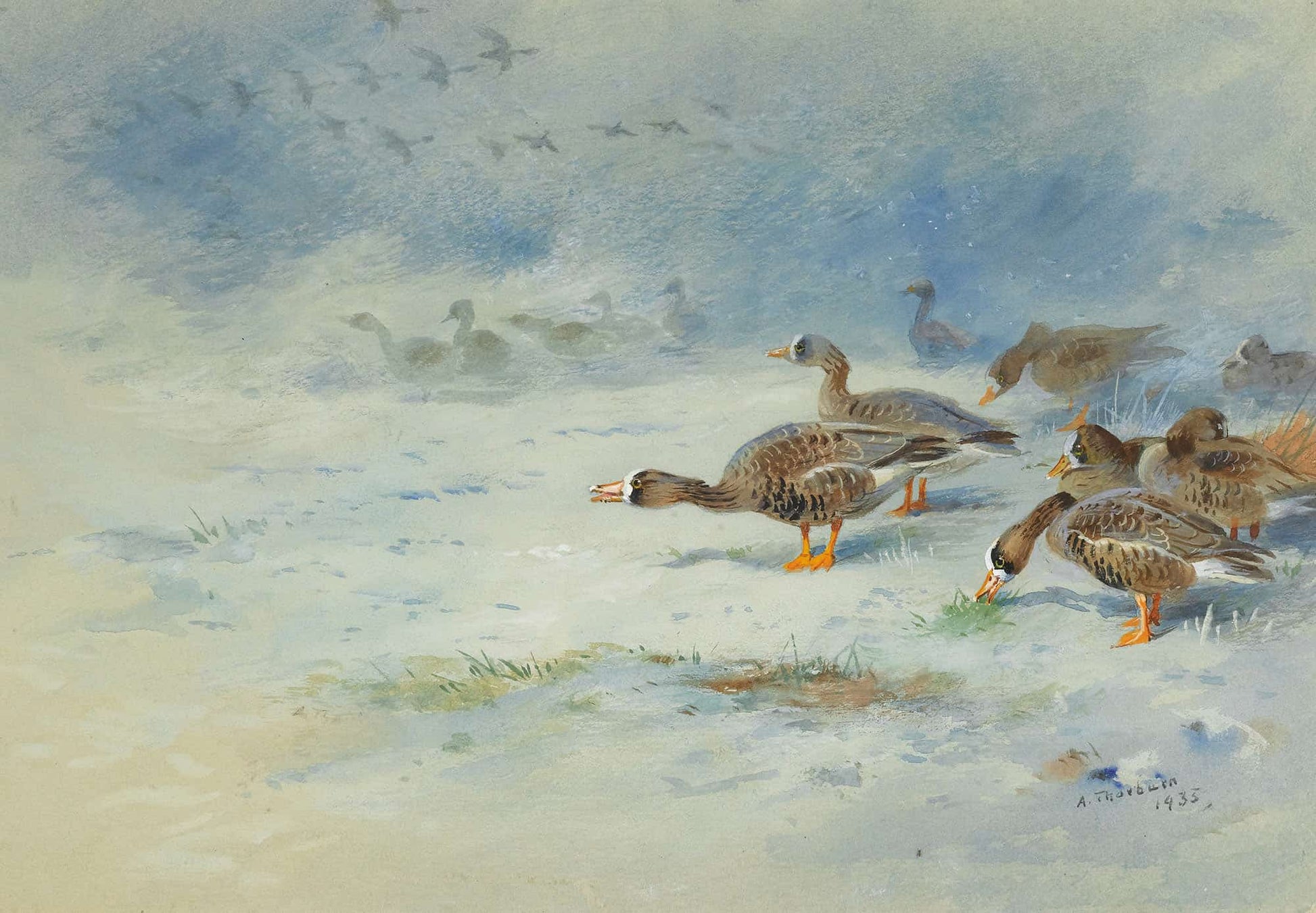 Arnacle Geese by Archibald Thorburn