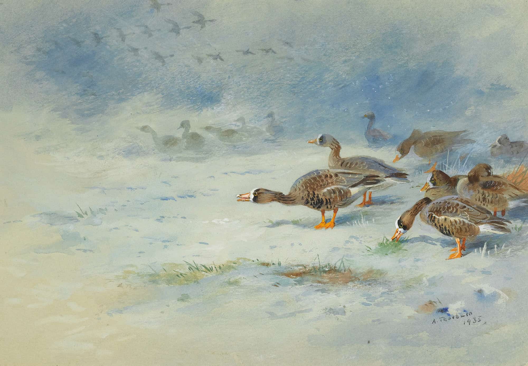 Arnacle Geese by Archibald Thorburn