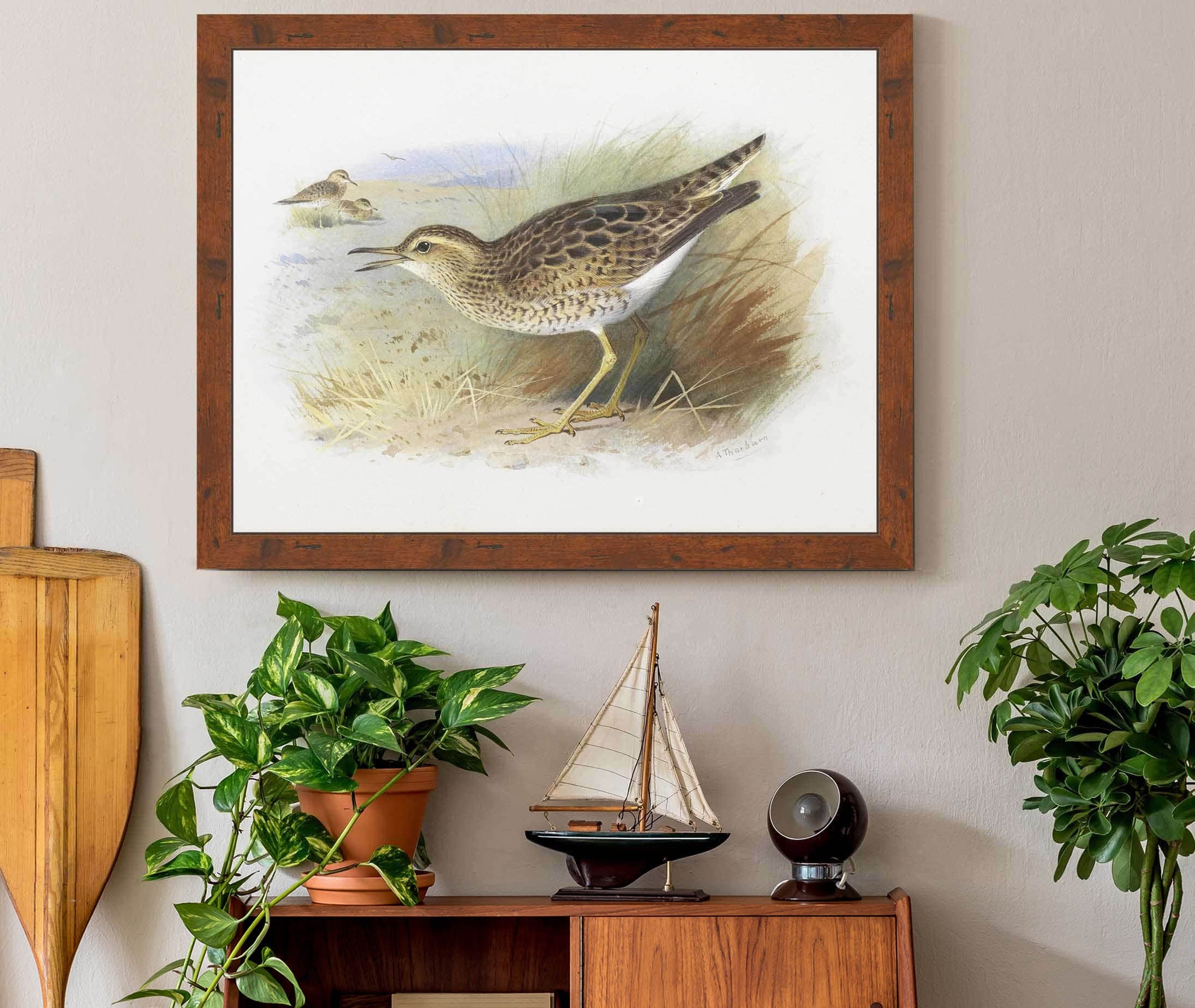 Bartrams Plover by Archibald Thorburn