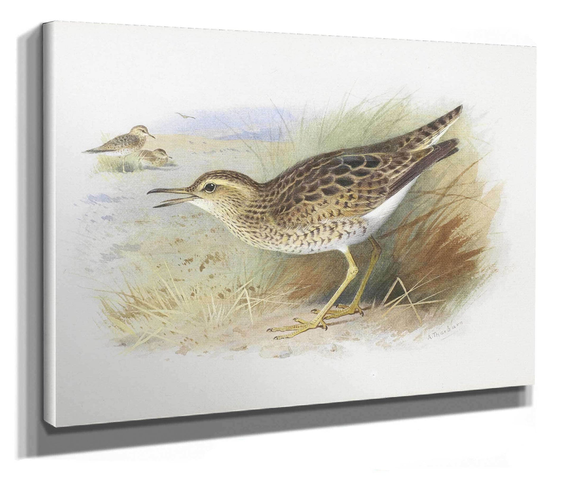 Bartrams Plover by Archibald Thorburn