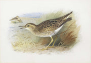 Bartrams Plover by Archibald Thorburn