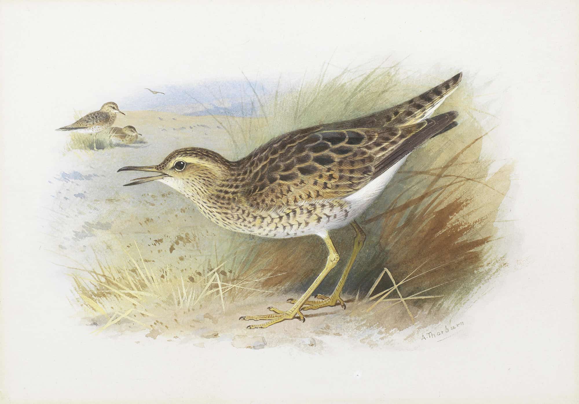 Bartrams Plover by Archibald Thorburn