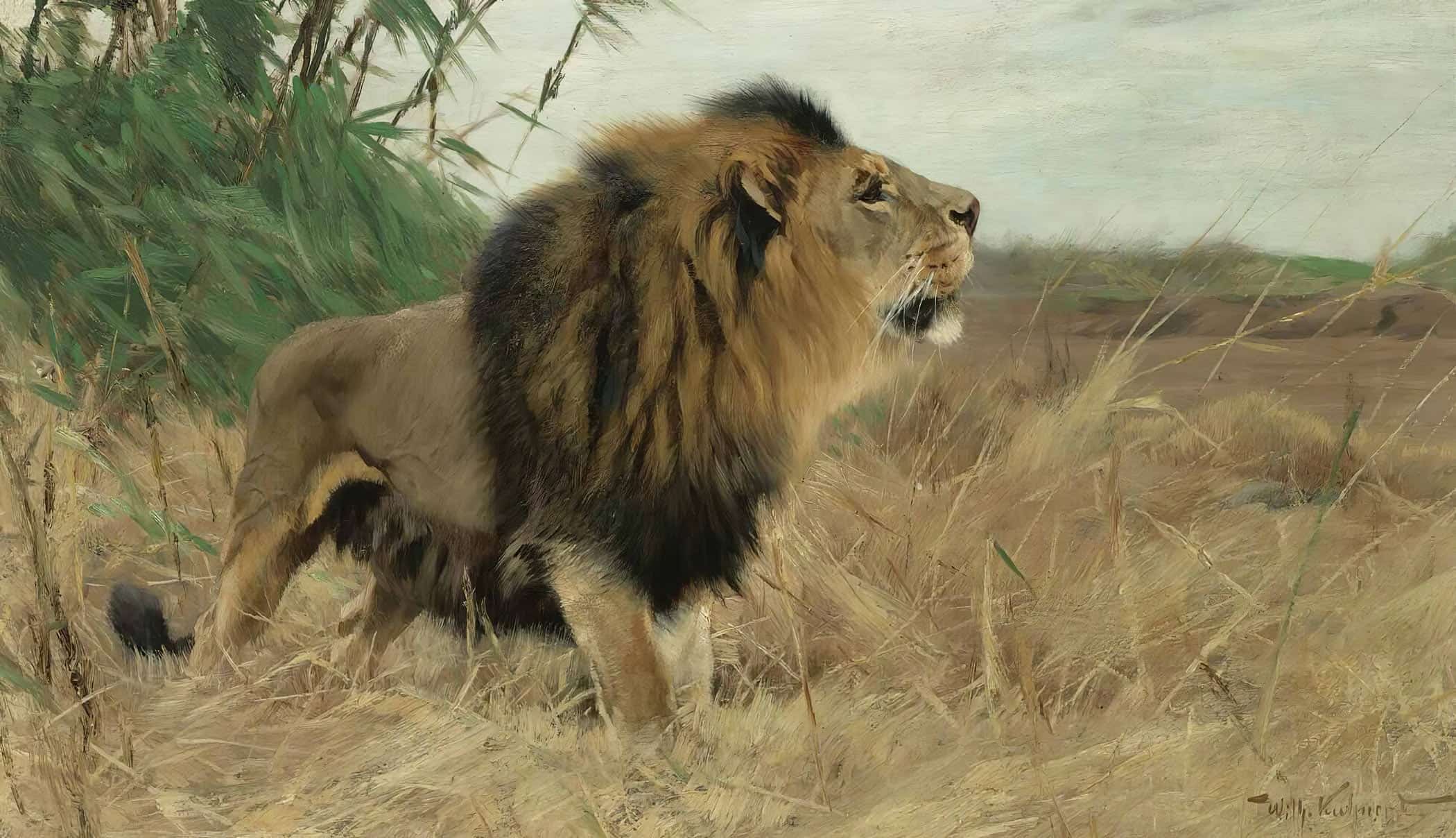 Beberlowe Berber Lion by Wilhelm Kuhnert