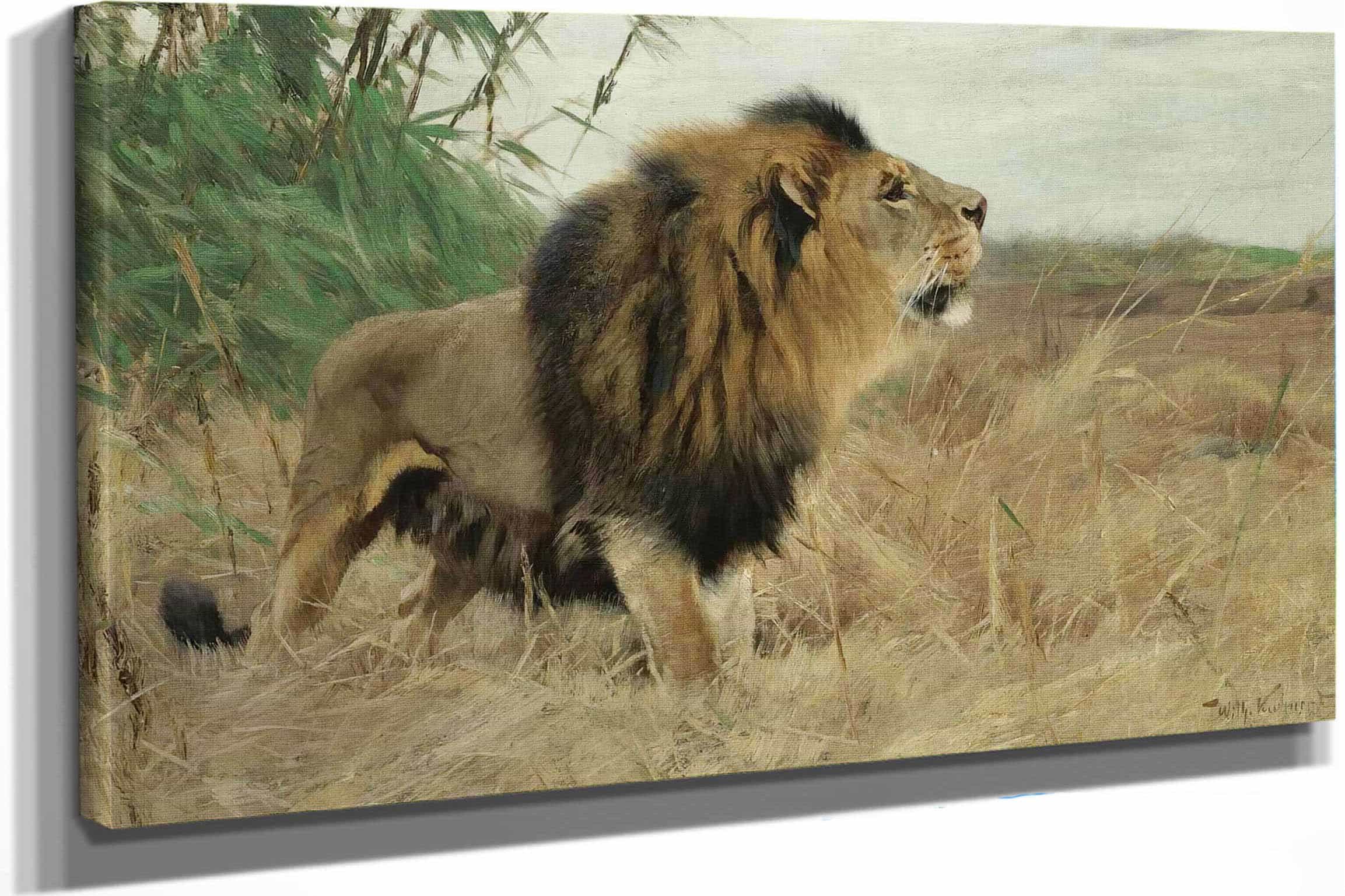 Beberlowe Berber Lion by Wilhelm Kuhnert