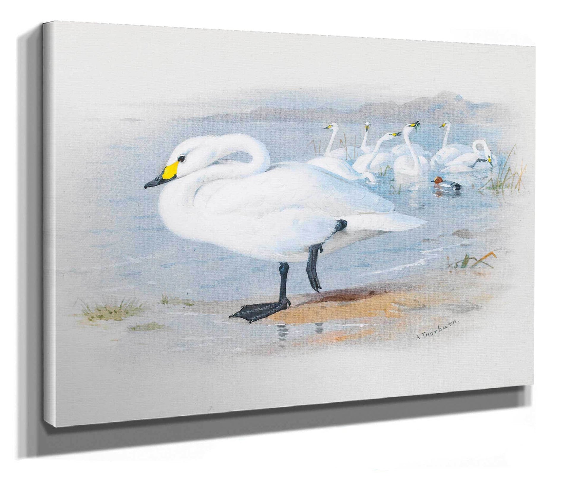 Bewicks Swan by Archibald Thorburn