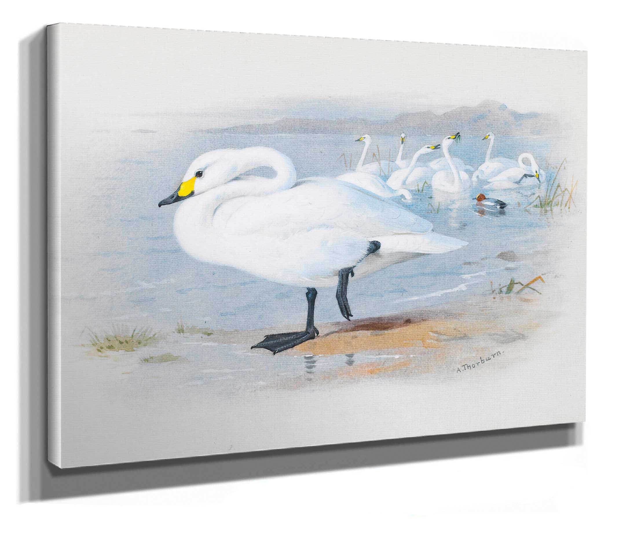 Bewicks Swan by Archibald Thorburn