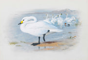 Bewicks Swan by Archibald Thorburn