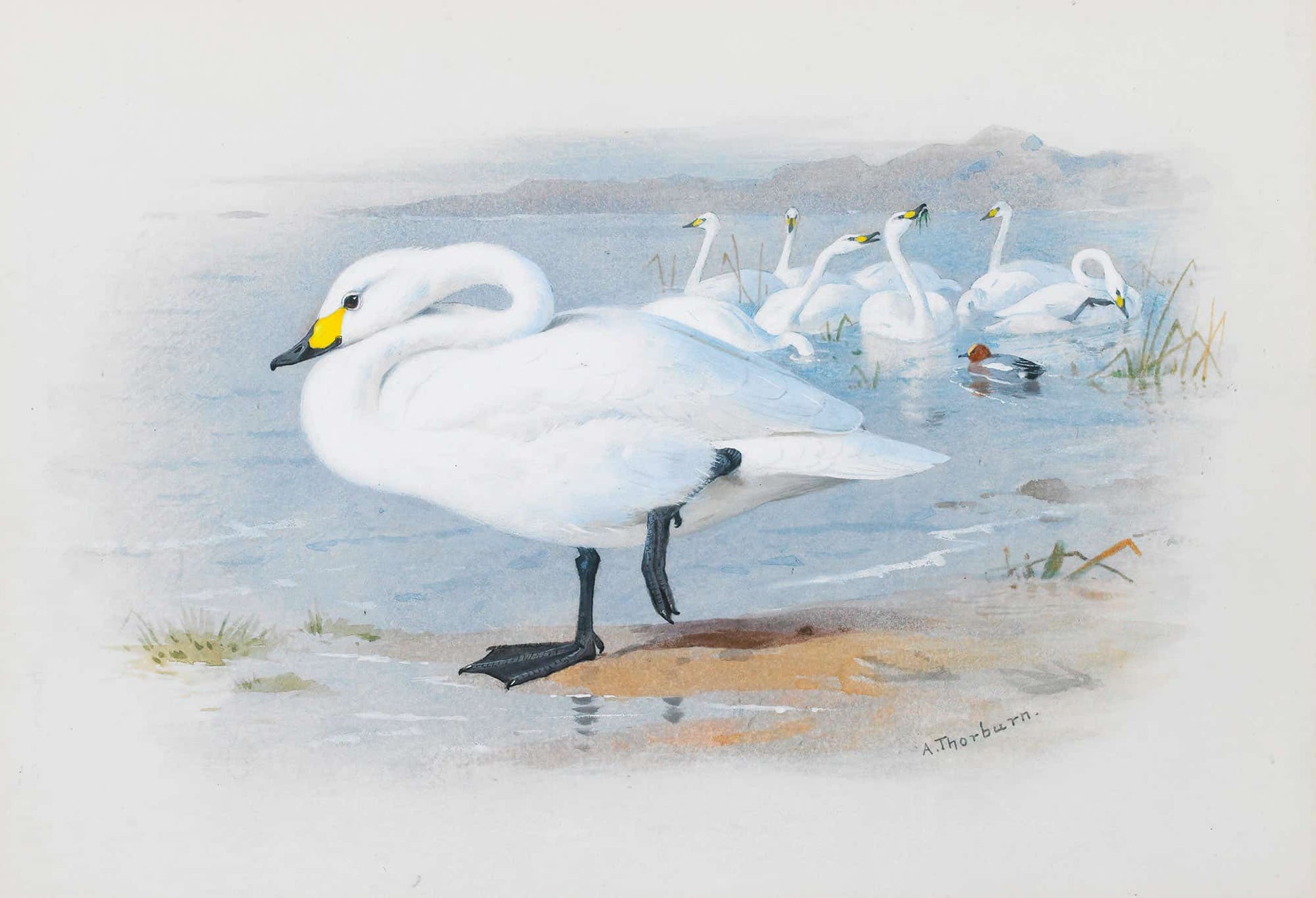 Bewicks Swan by Archibald Thorburn
