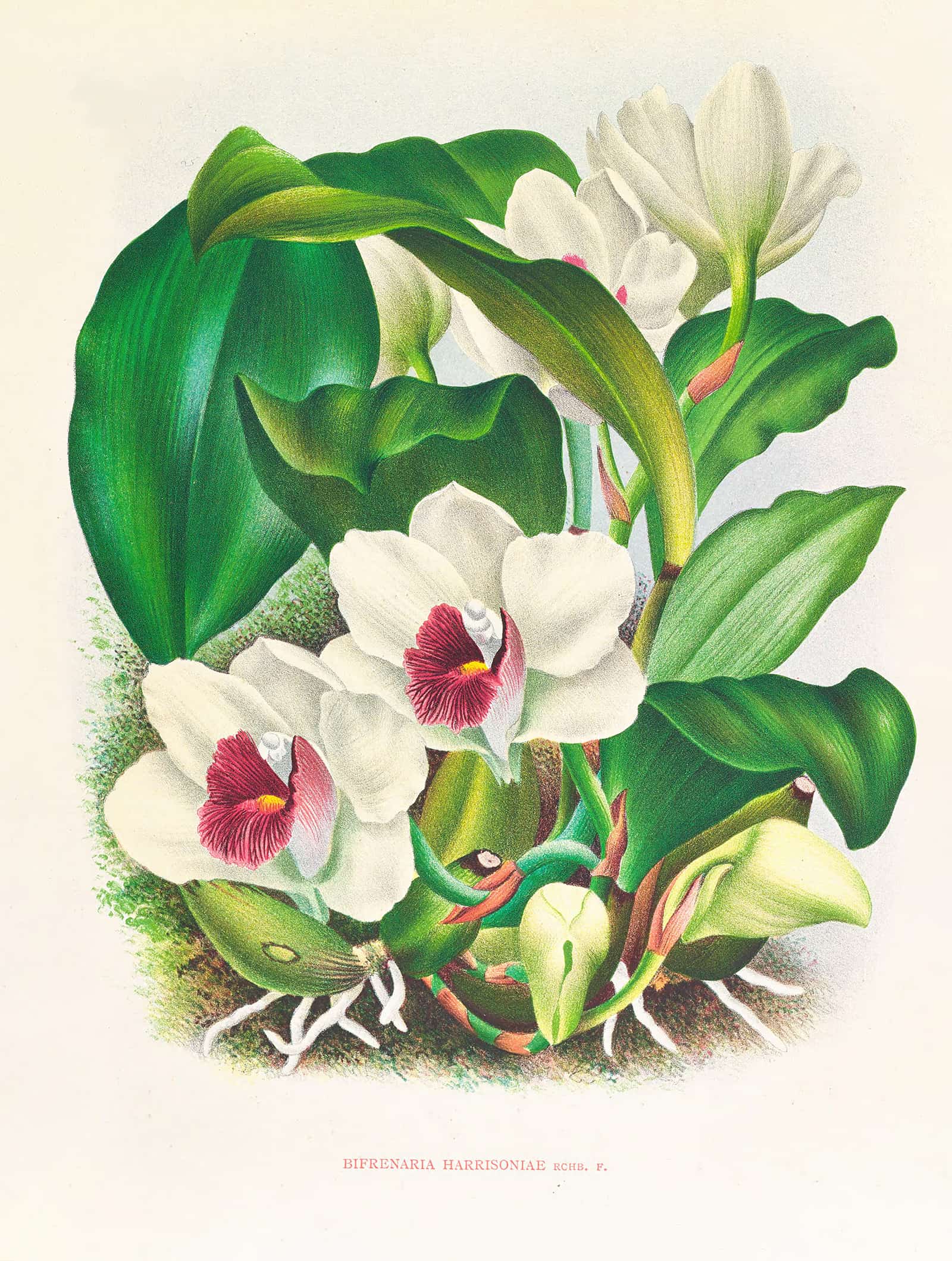 Bifrenaria Harrisoniae by Jean Jules Linden