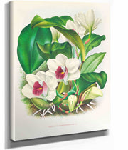 Bifrenaria Harrisoniae by Jean Jules Linden