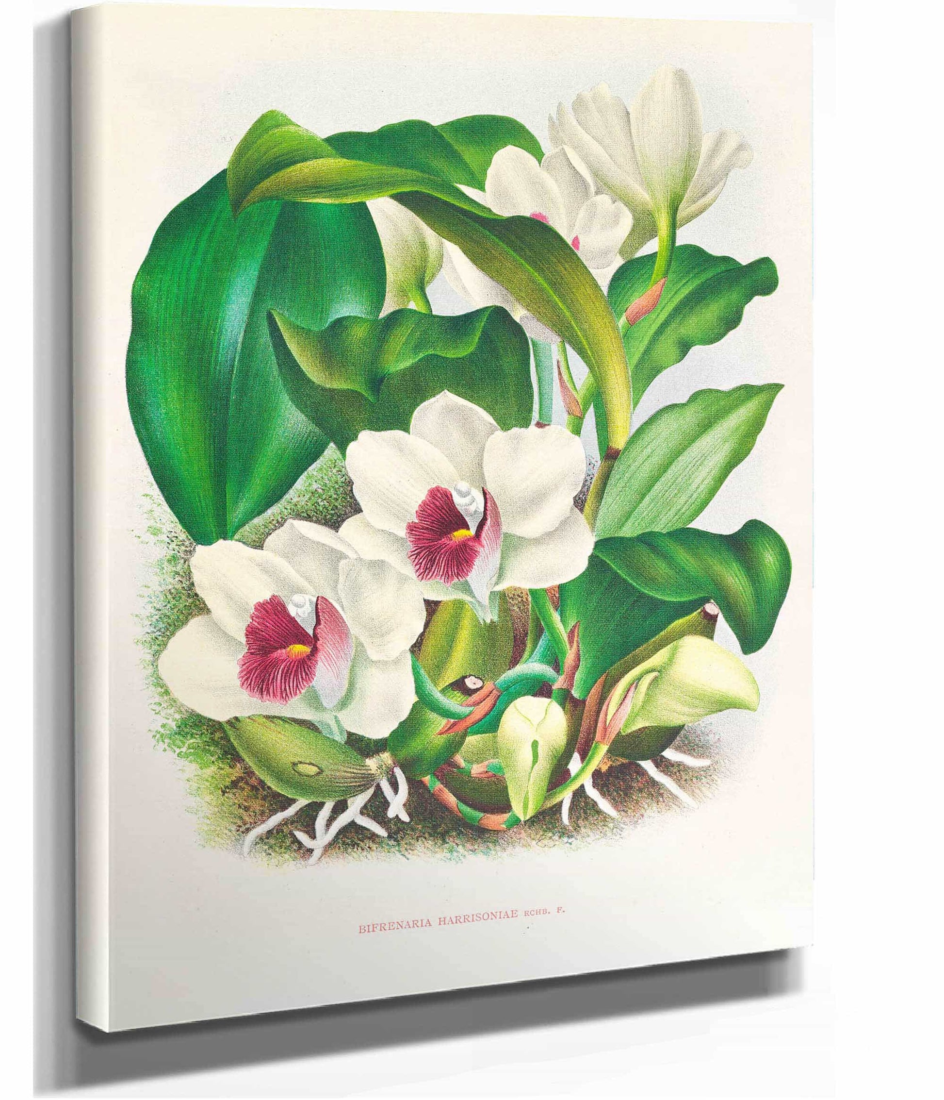 Bifrenaria Harrisoniae by Jean Jules Linden