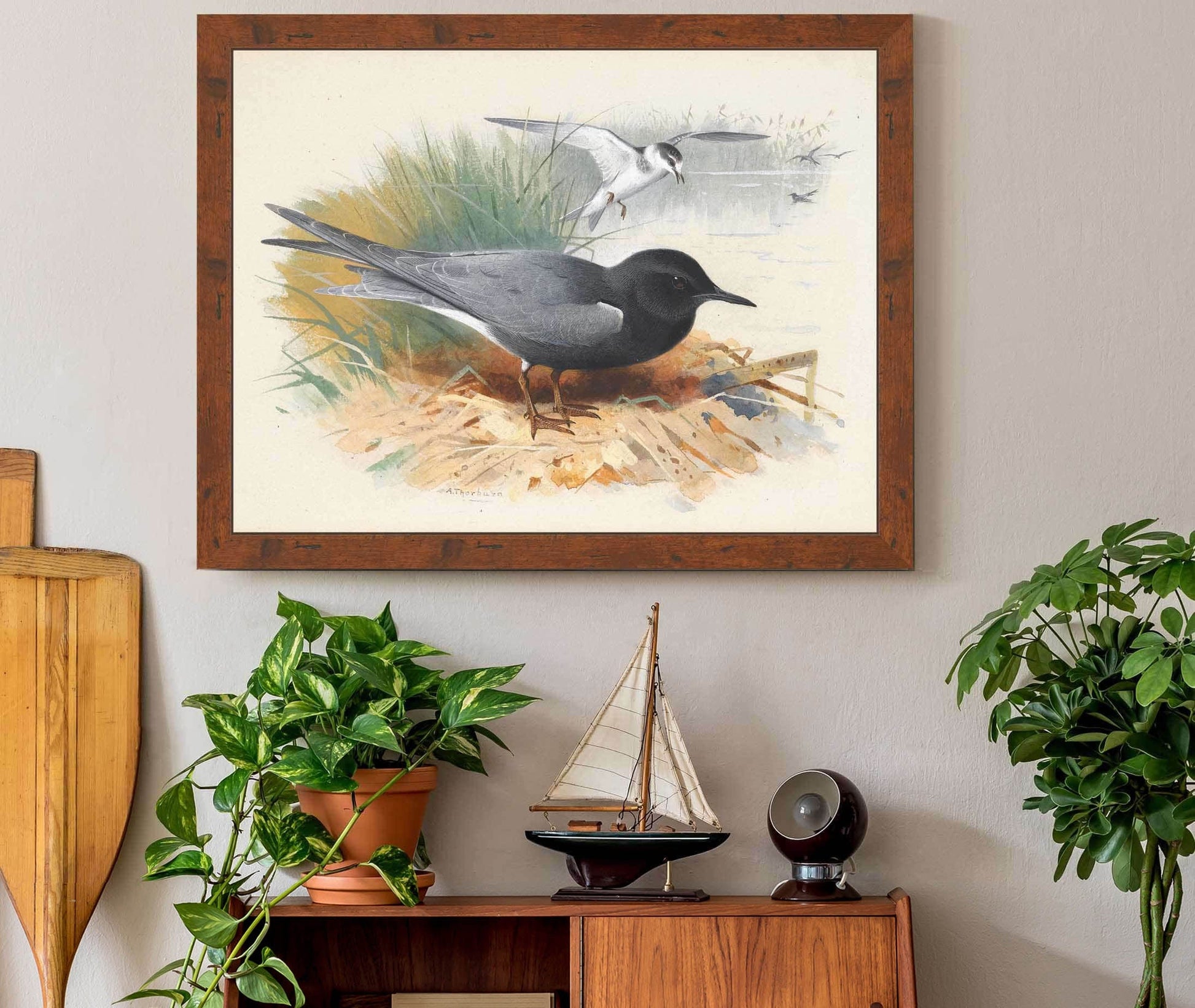 Black Tern Great Shearwater by Archibald Thorburn