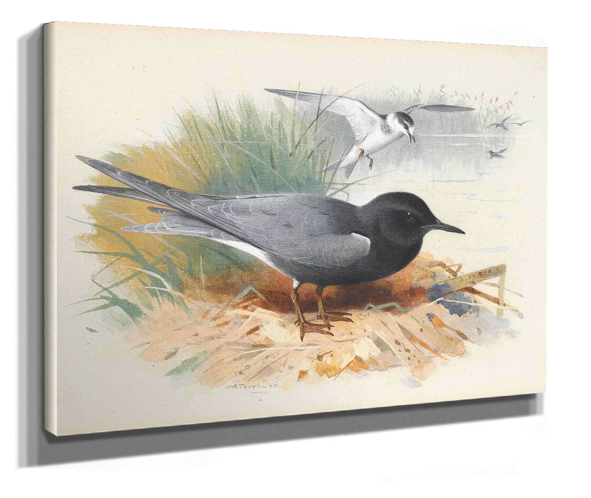 Black Tern Great Shearwater by Archibald Thorburn
