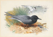 Black Tern Great Shearwater by Archibald Thorburn