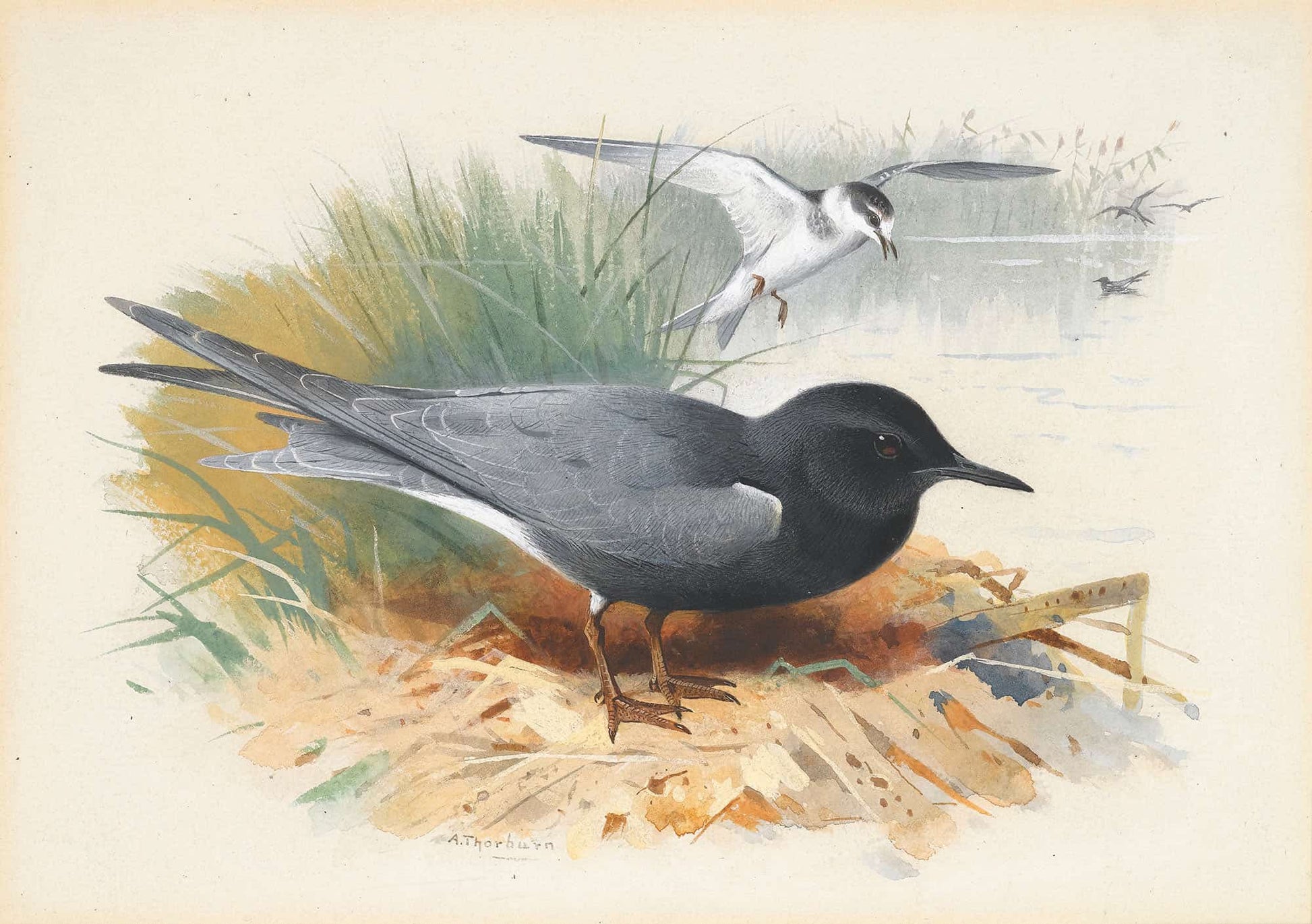 Black Tern Great Shearwater by Archibald Thorburn