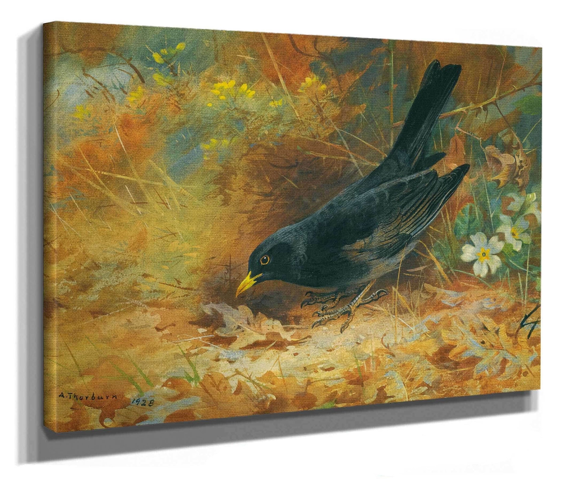 Blackbird by Archibald Thorburn
