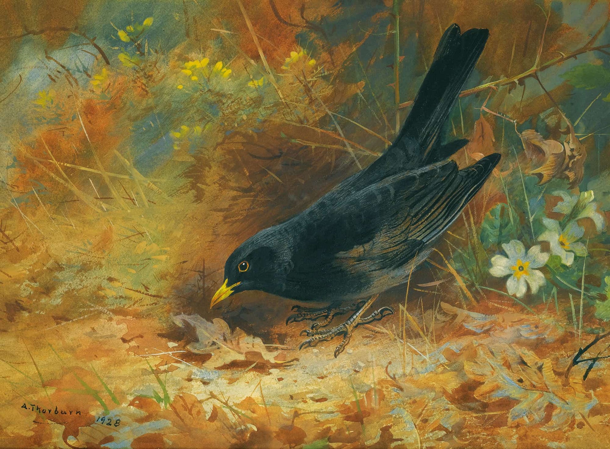 Blackbird by Archibald Thorburn