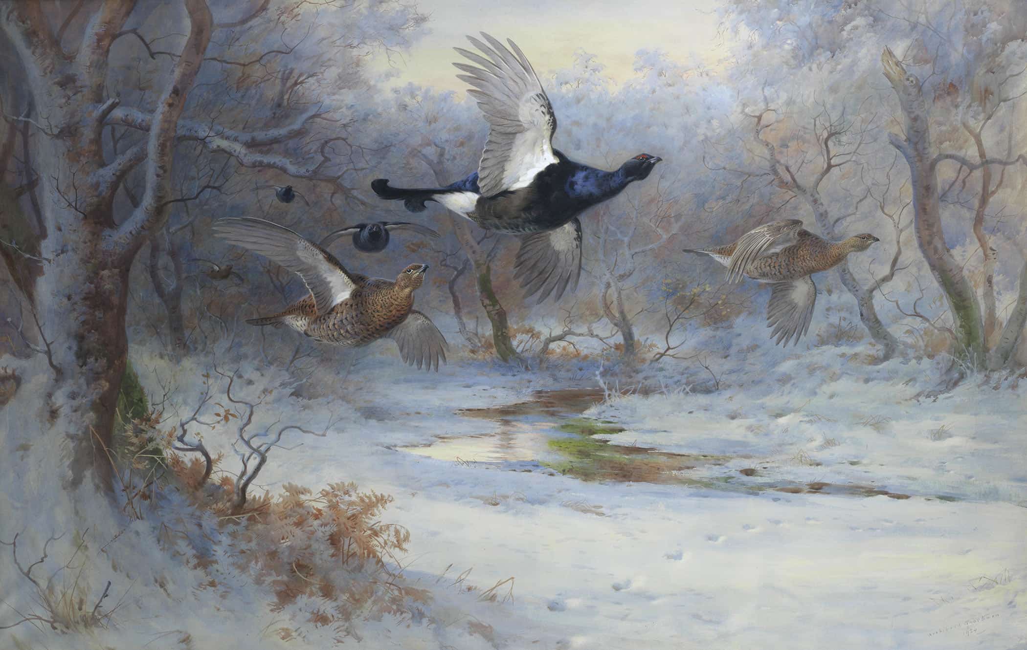 Blackcock And Grouse In Flight Winter by Archibald Thorburn