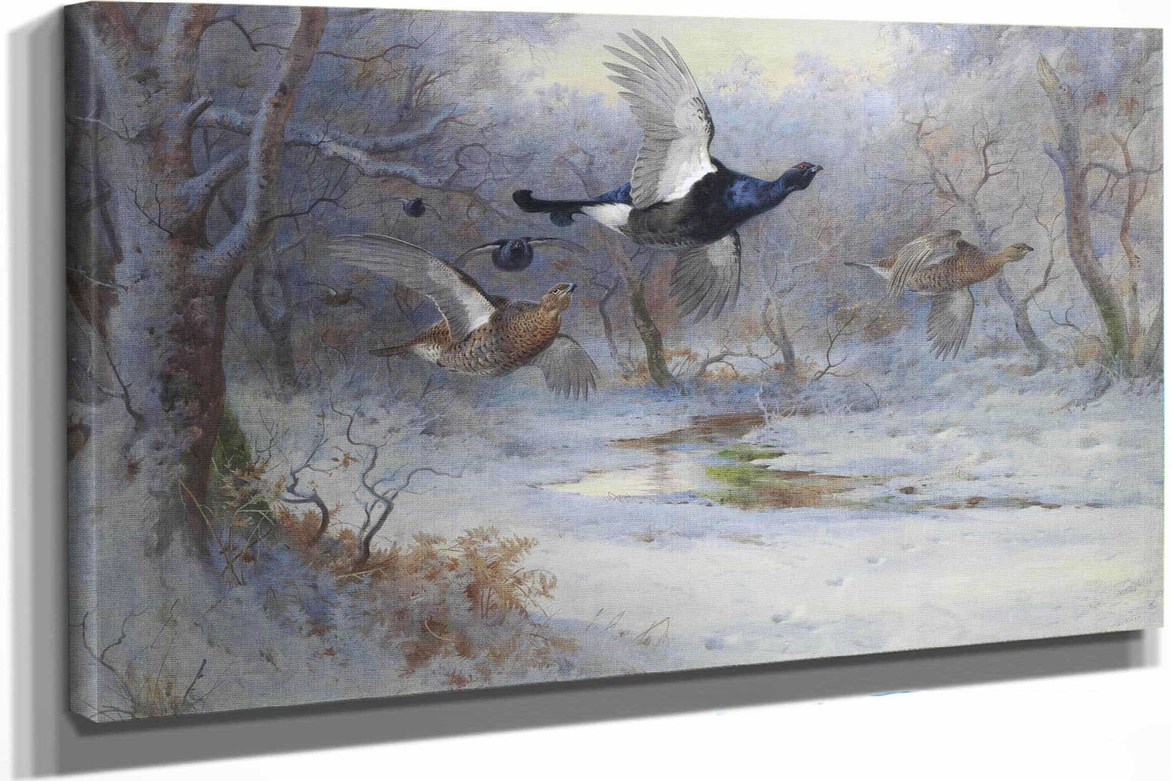 Blackcock And Grouse In Flight Winter by Archibald Thorburn