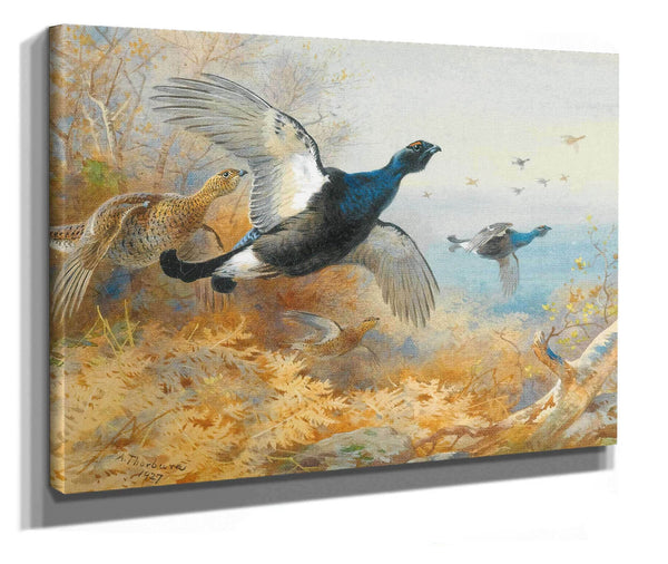 Blackcock Forward by Archibald Thorburn