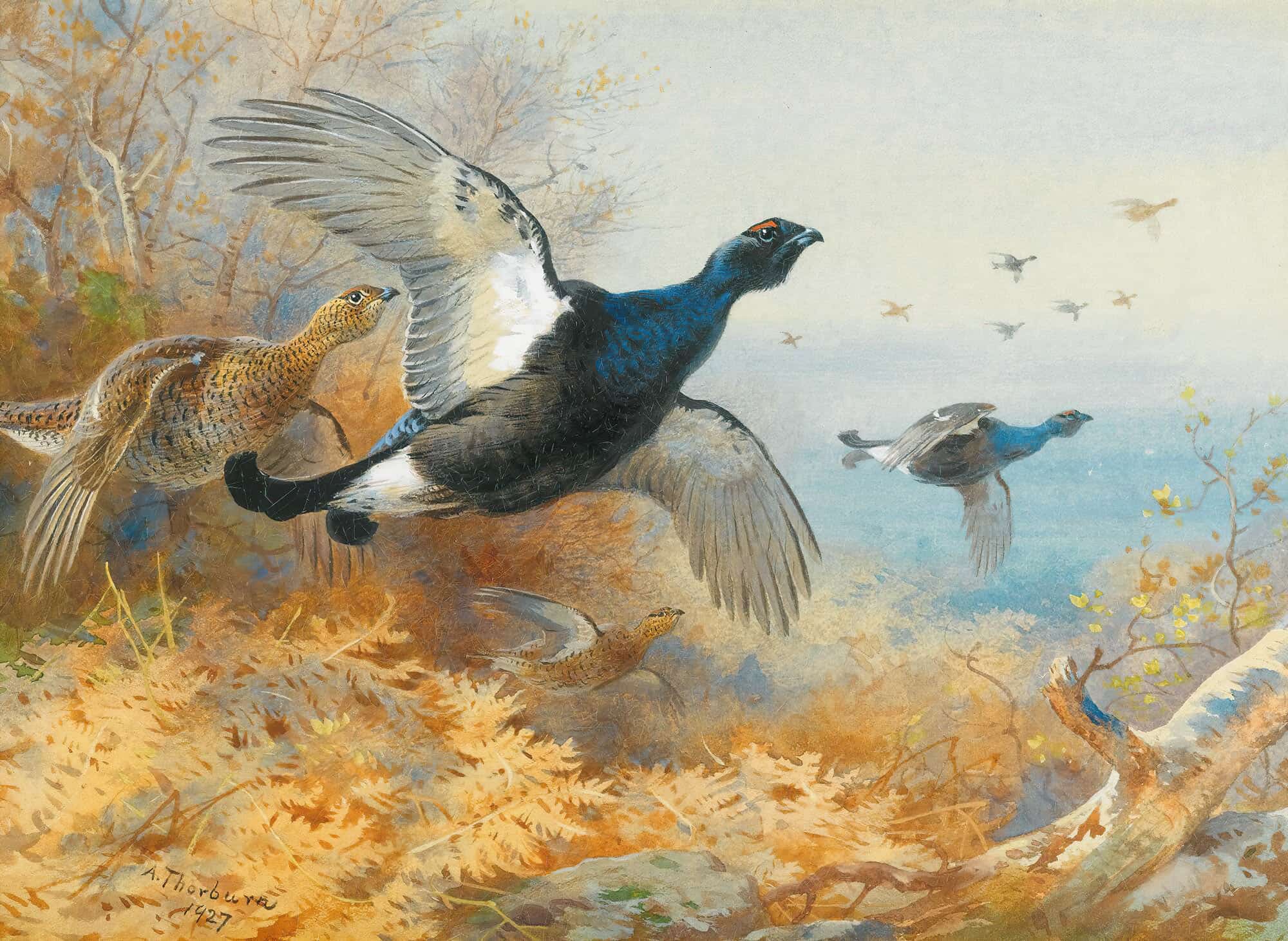 Blackcock Forward by Archibald Thorburn