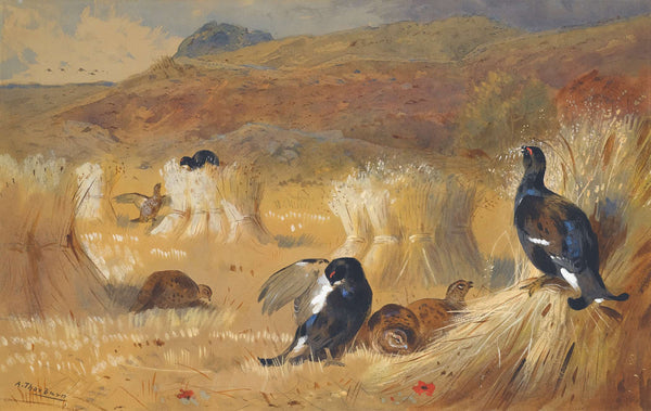 Blackcock In A Field by Archibald Thorburn