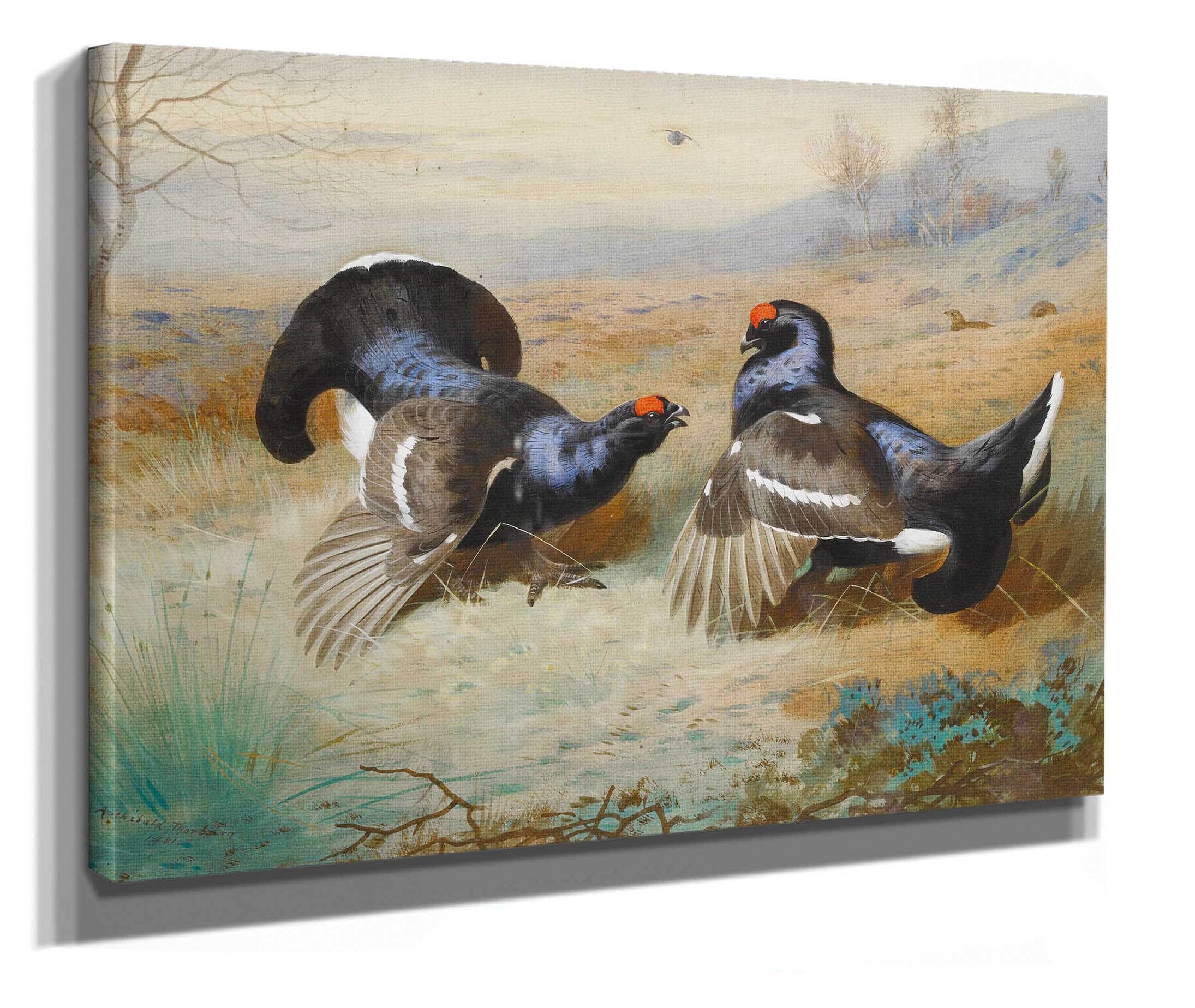 Blackcocks At The Lek by Archibald Thorburn