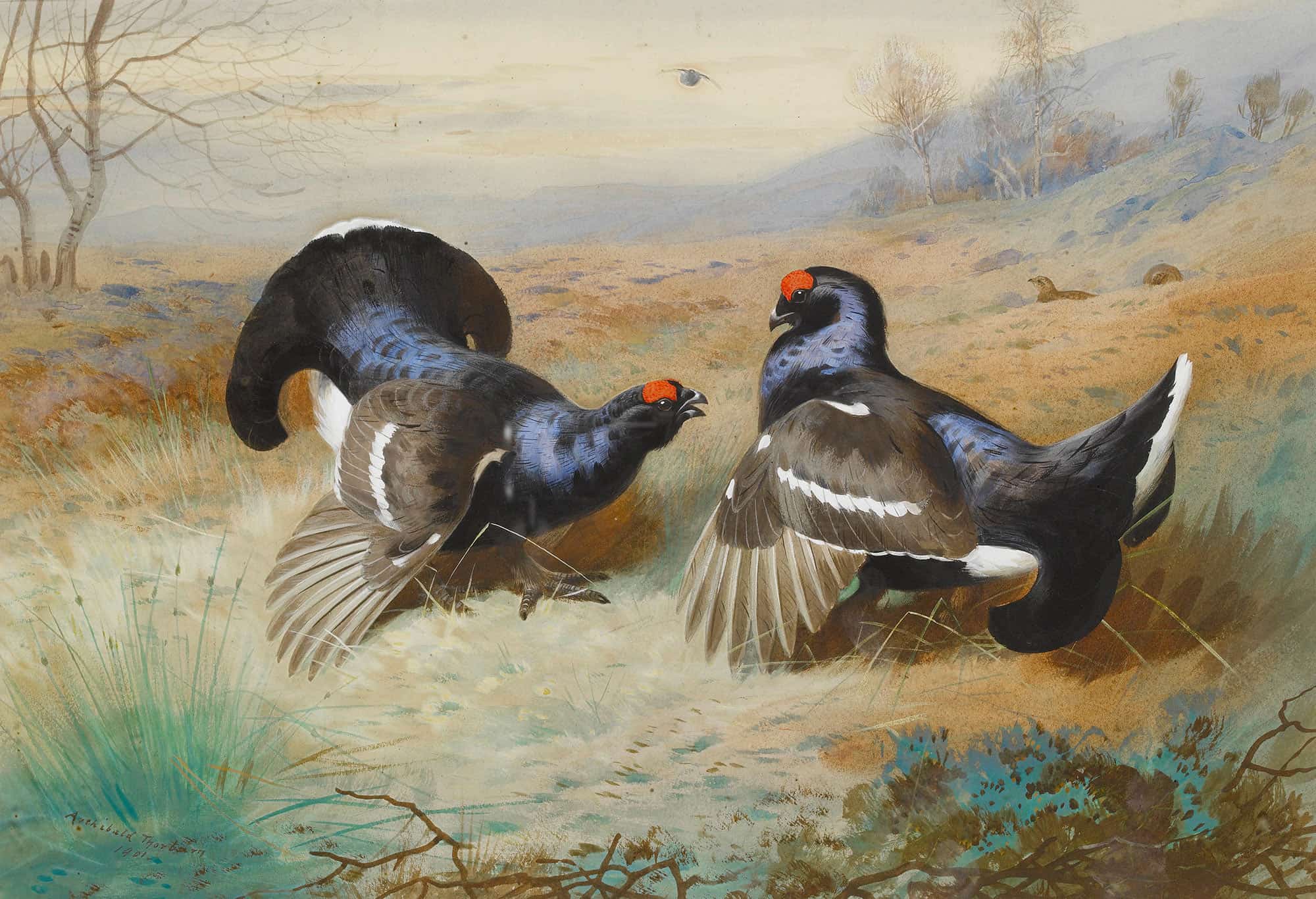Blackcocks At The Lek by Archibald Thorburn