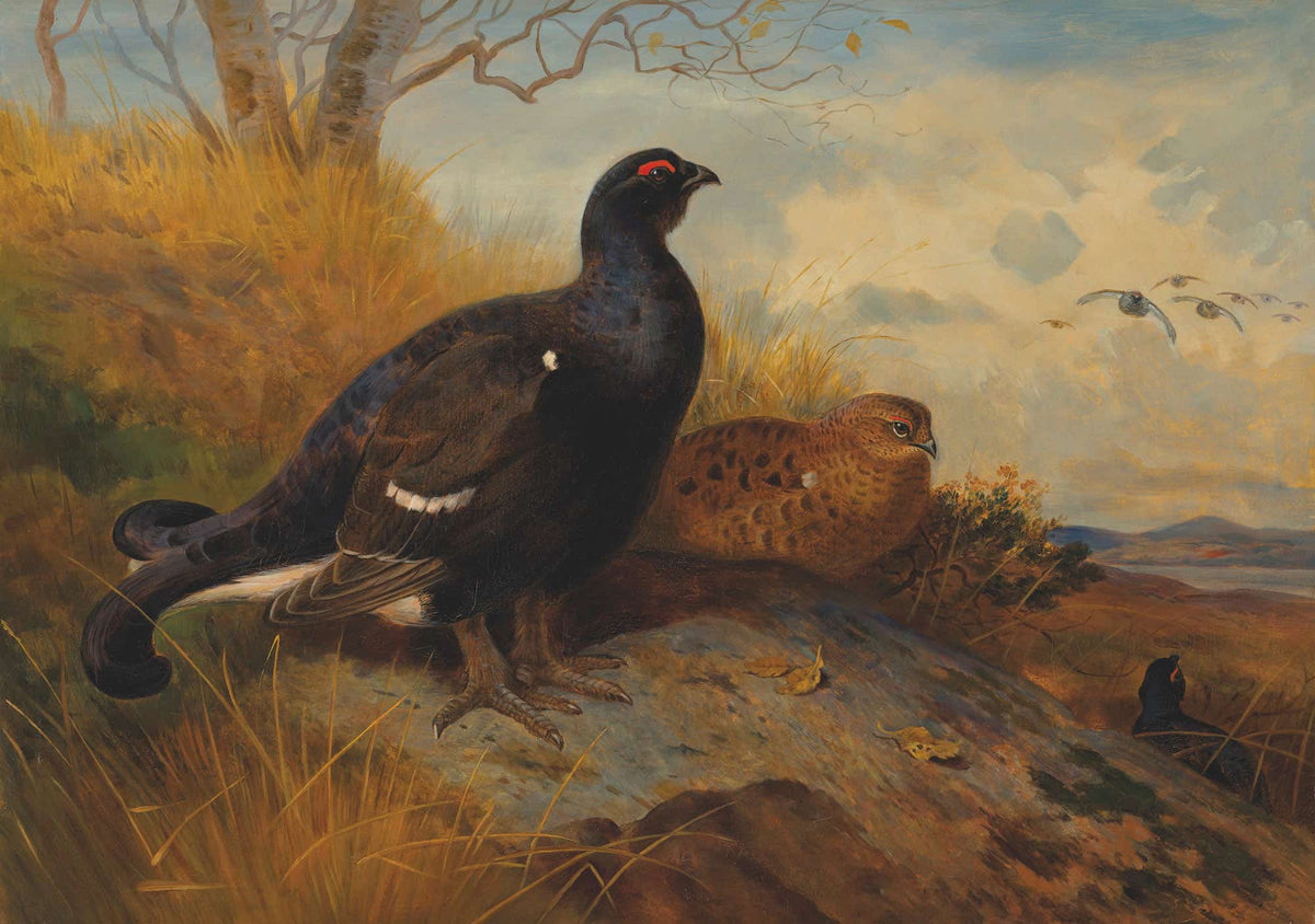 Blackgame On A Rocky Outcrop With A Loch Beyond by Archibald Thorburn