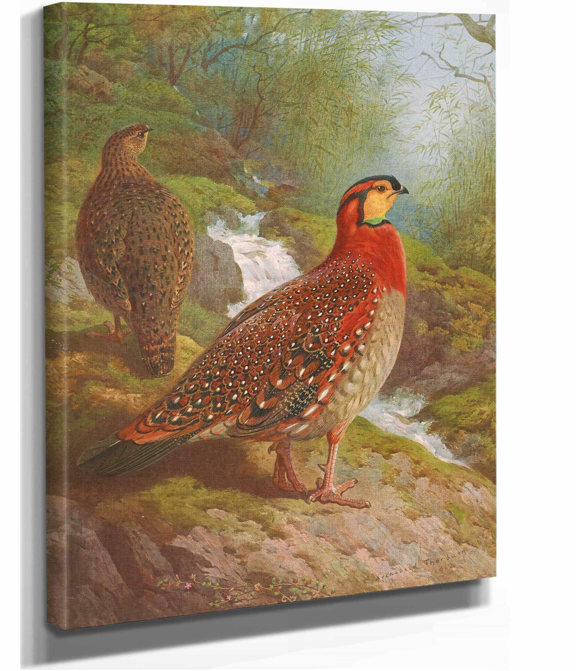 Blyths Tragopan by Archibald Thorburn