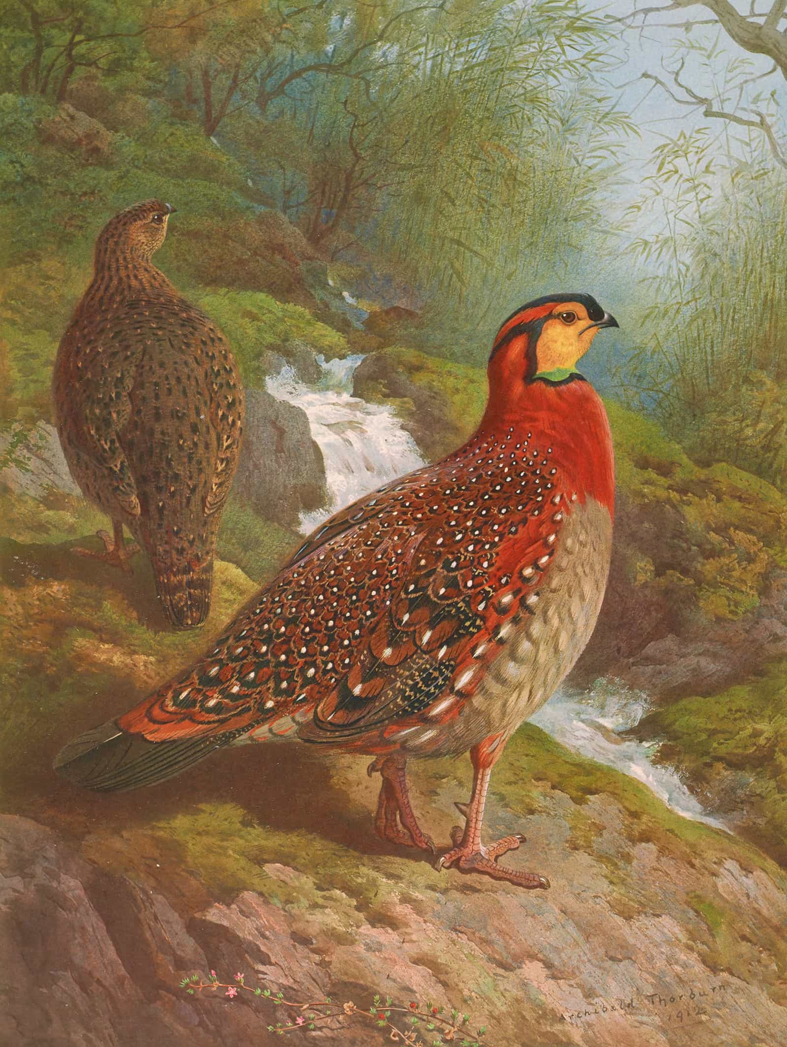 Blyths Tragopan by Archibald Thorburn