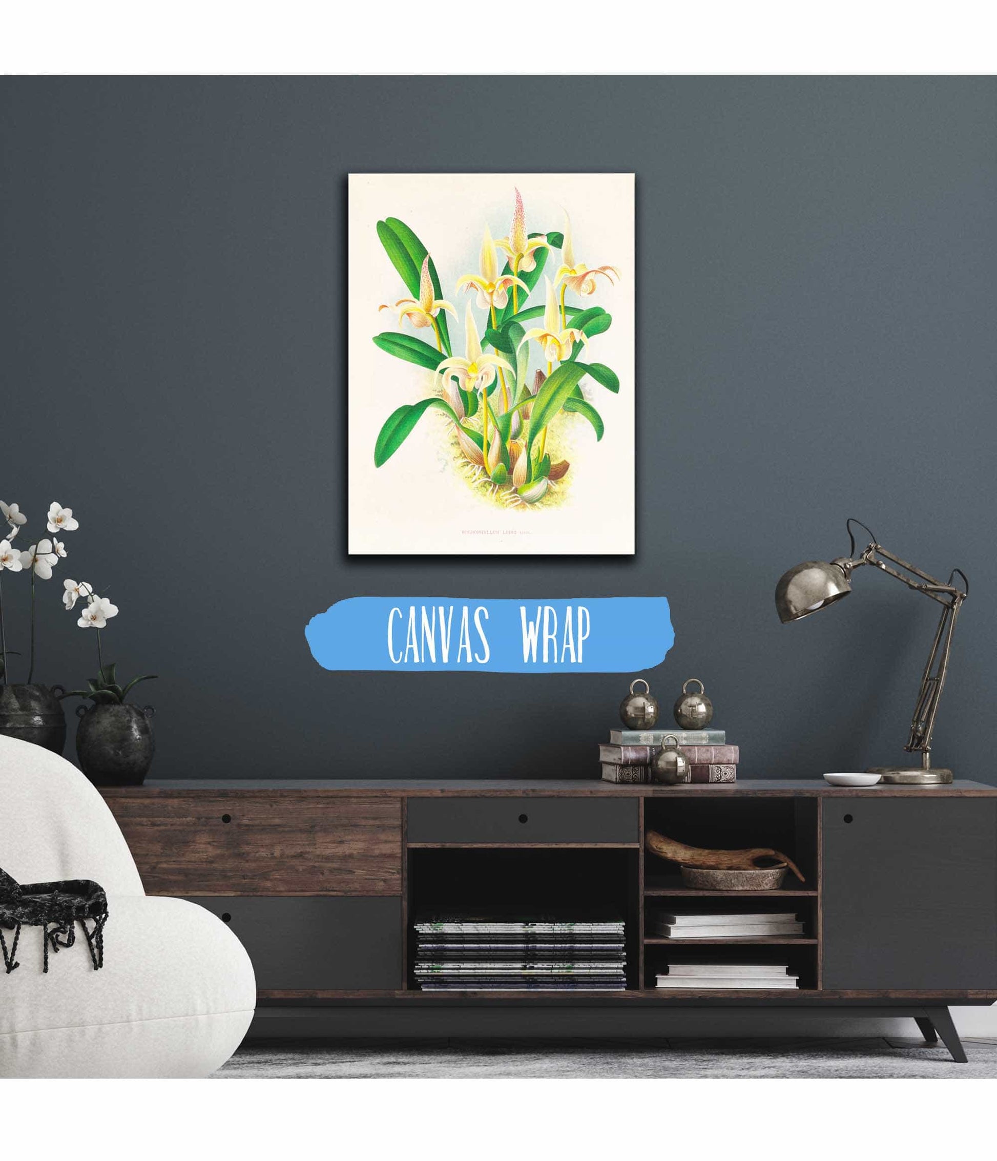 Bolbophyllum Lobbi by Jean Jules Linden