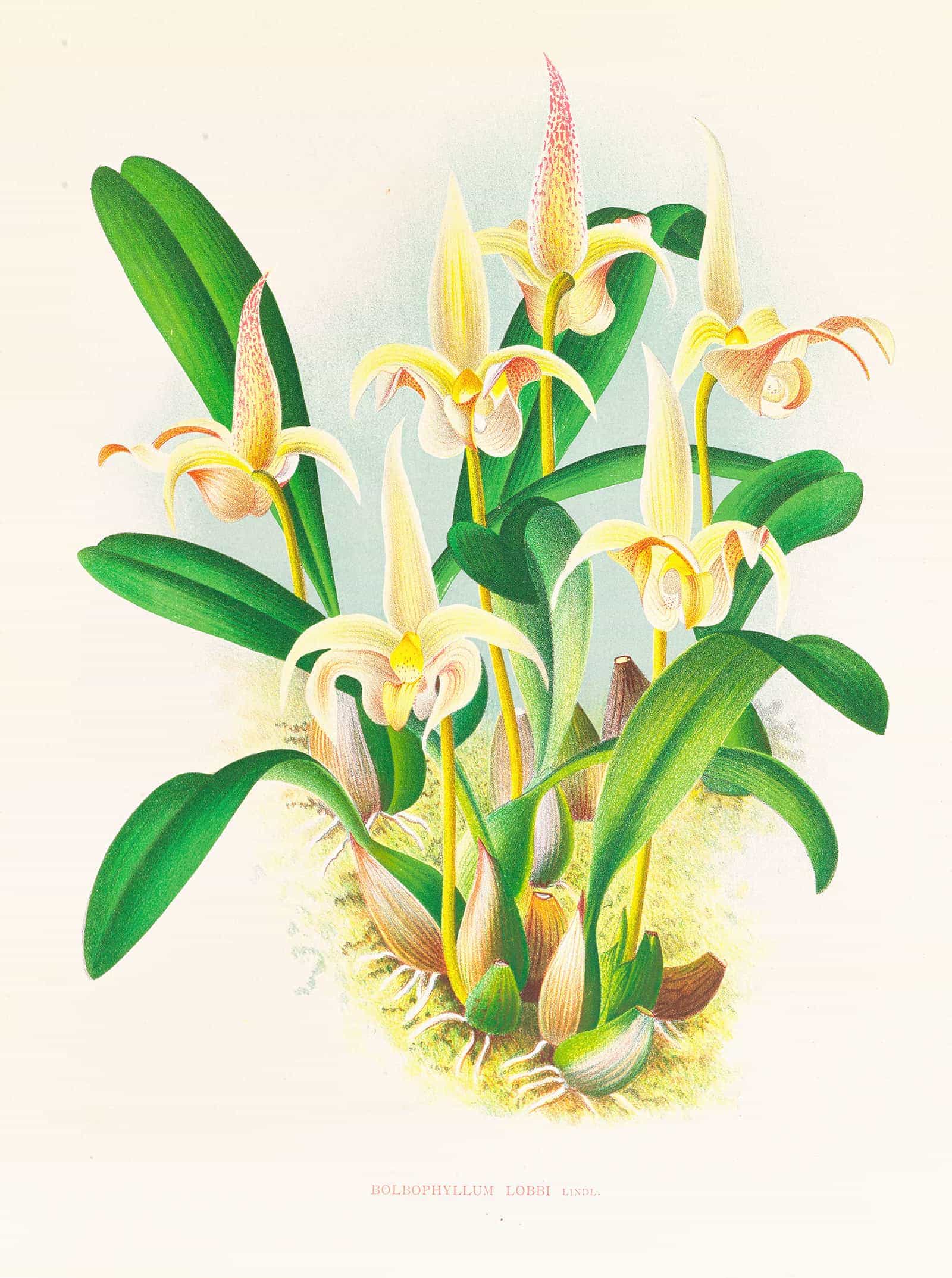 Bolbophyllum Lobbi by Jean Jules Linden